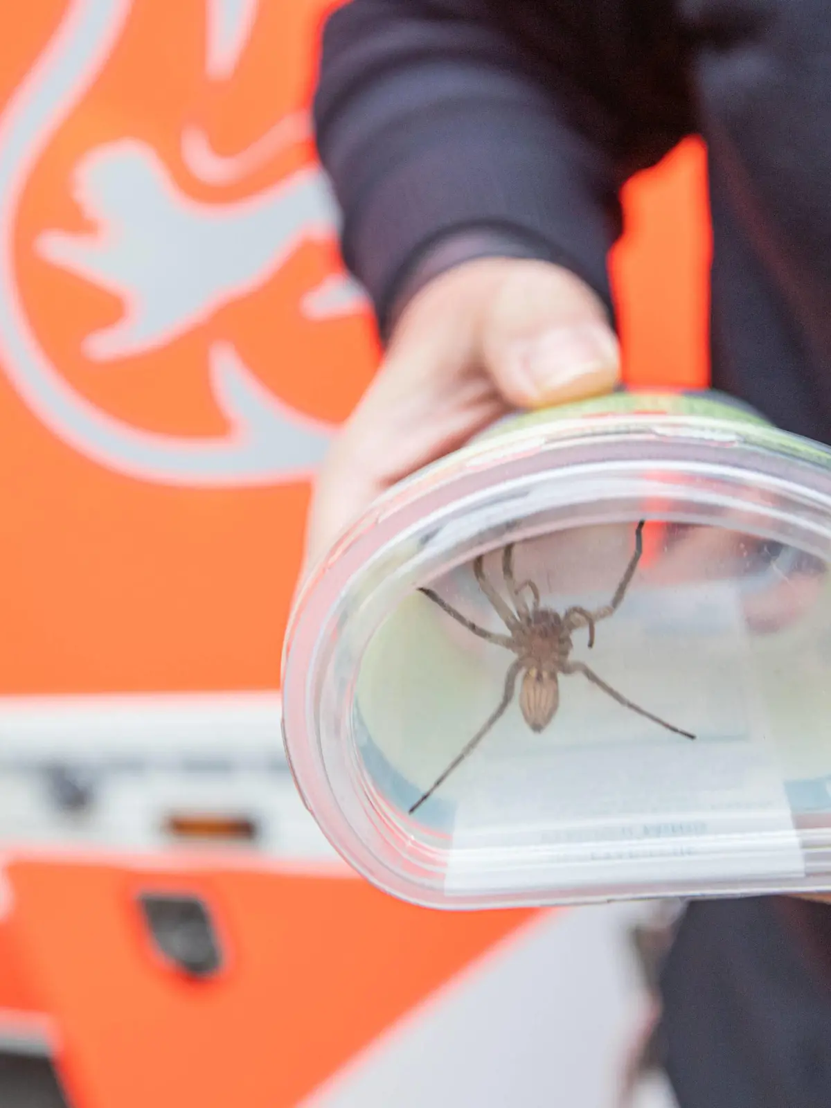 Beim Bananen auspacken: Südamerikanische Spinne in REWE-Markt entdecktBaden-Württemberg, 71634 Ludwigsburg, Deutschland  Fotograf: 7aktuell.de/ Adomat 7aID:27003