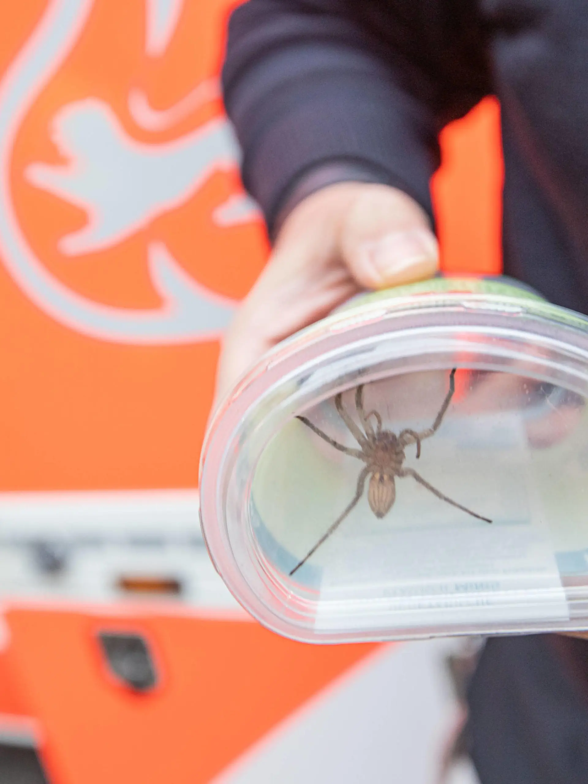 Beim Bananen auspacken: Südamerikanische Spinne in REWE-Markt entdecktBaden-Württemberg, 71634 Ludwigsburg, Deutschland  Fotograf: 7aktuell.de/ Adomat 7aID:27003