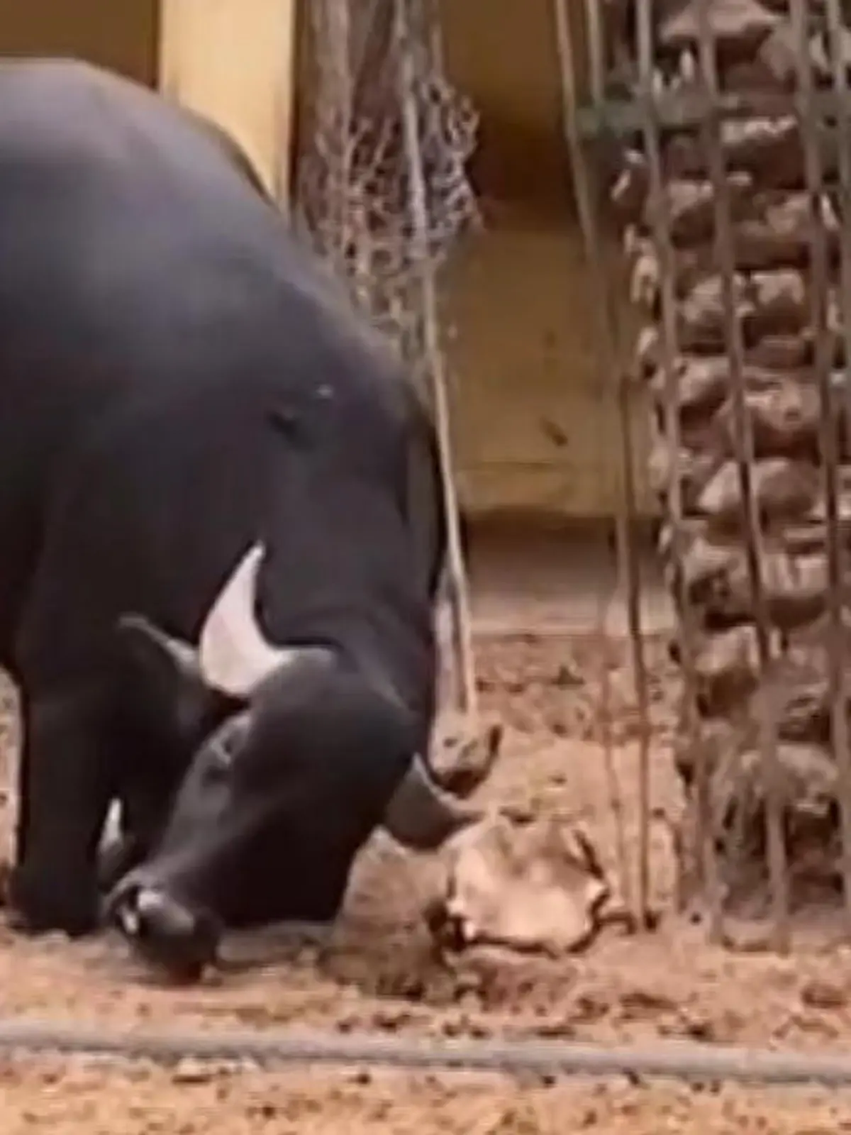 Nicht alle Helden tragen Umhänge – manche haben Hörner: In einem Zoo hat ein Büffel eine Schildkröte umgedreht. Ein schönes Video mit schöner Botschaft: Freunde helfen sich in jeder Lebenslage – besonders dann, wenn die eigene Welt mal wieder auf dem Kopf steht.