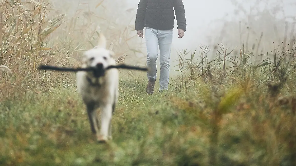 Young man playing with dog (labrador retriever) in autumn foggy morning.