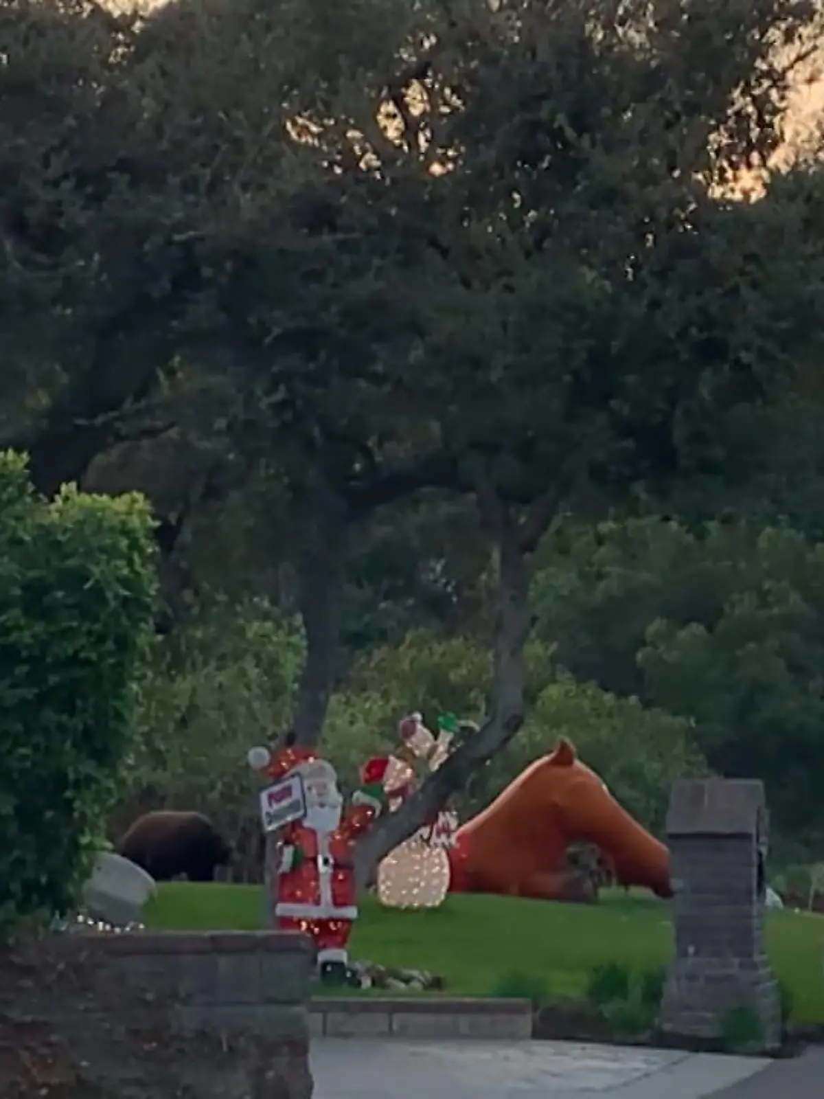 In unserem Video zeigen wir einen Bär, der die Schnauze voll hat von Weihnachten und den Kitsch, den sich manche Menschen so in die Vorgärten stellen.