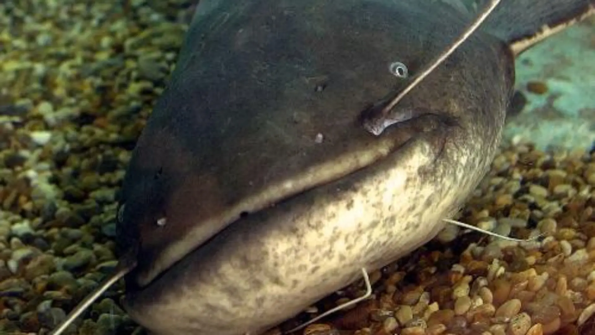 Der 1,60 lange Wels "Hannibal der Kannibale" in einem Aquarium in Brighton. Er war zuvor von der britischen Umweltagentur in einem See gefangen worden, weil er dort durch seine enorme Gefräßigkeit erheblichen Schaden beim Fischbestand anrichtete (Archivbild vom 19.2.2001). Der Fisch scheint in Deutschland jetzt einen Nachahmer gefunden zu haben: Ein großer Wels soll in einem Mönchengladbacher Weiher einen Dackel-Welpen gefressen haben. Zeugen hätten den Vorfall bestätigt, der Hundebesitzer habe sich allerdings noch nicht gemeldet, berichtete ein Sprecher der Stadt am 9.10.2001. Bekannt sei aber, dass in dem Gewässer ein solcher «kapitaler Brocken» von etwa eineinhalb Metern Länge lebe. Ein Aufgebot von etwa 30 Petri-Jüngern hat am 13.10. zwölf Stunden lang vergeblich Jagd auf den Riesenwels gemacht. Weitere Fangversuche sind geplant.