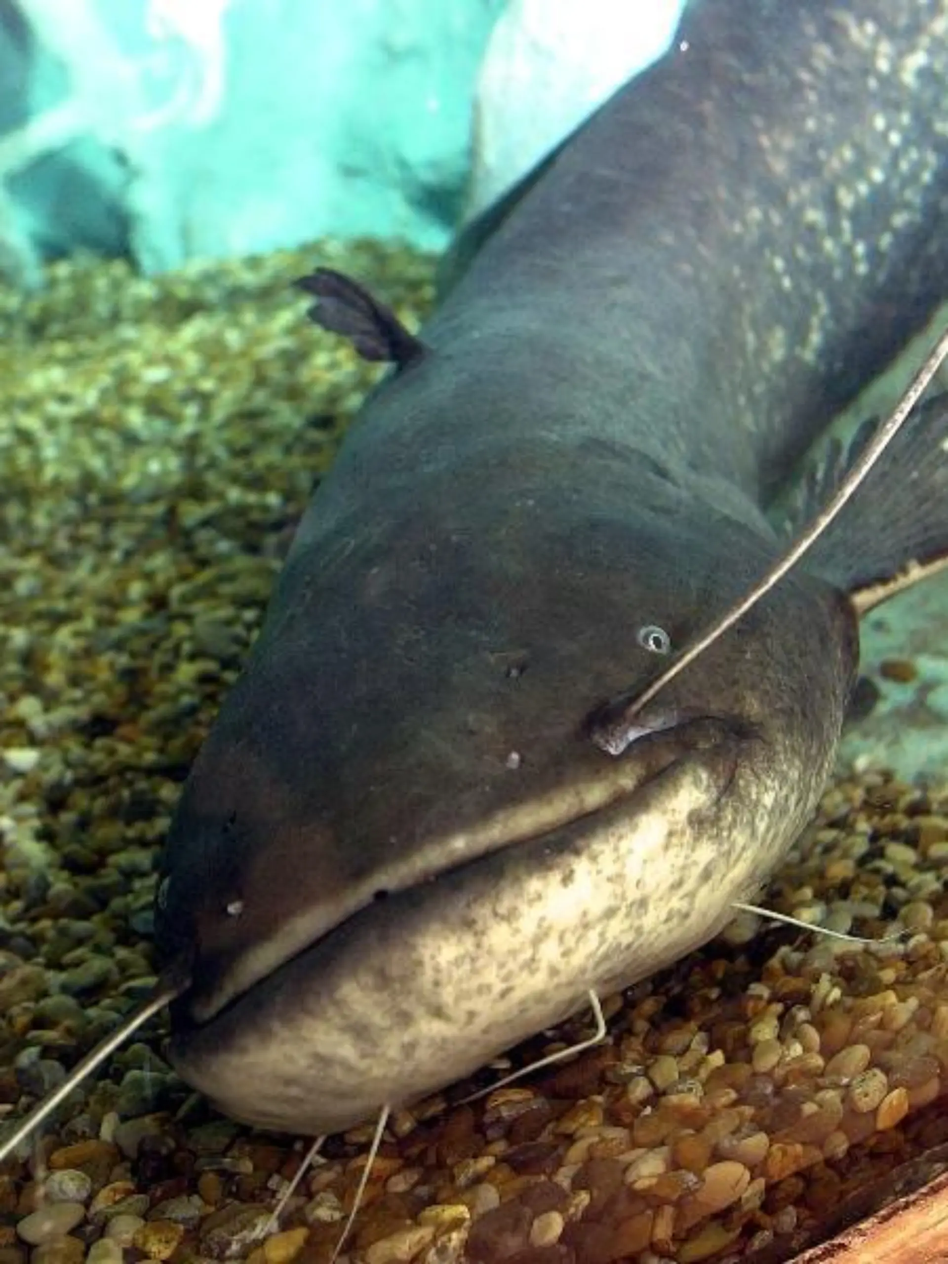 Der 1,60 lange Wels "Hannibal der Kannibale" in einem Aquarium in Brighton. Er war zuvor von der britischen Umweltagentur in einem See gefangen worden, weil er dort durch seine enorme Gefräßigkeit erheblichen Schaden beim Fischbestand anrichtete (Archivbild vom 19.2.2001). Der Fisch scheint in Deutschland jetzt einen Nachahmer gefunden zu haben: Ein großer Wels soll in einem Mönchengladbacher Weiher einen Dackel-Welpen gefressen haben. Zeugen hätten den Vorfall bestätigt, der Hundebesitzer habe sich allerdings noch nicht gemeldet, berichtete ein Sprecher der Stadt am 9.10.2001. Bekannt sei aber, dass in dem Gewässer ein solcher «kapitaler Brocken» von etwa eineinhalb Metern Länge lebe. Ein Aufgebot von etwa 30 Petri-Jüngern hat am 13.10. zwölf Stunden lang vergeblich  Jagd auf den Riesenwels gemacht. Weitere Fangversuche sind geplant.