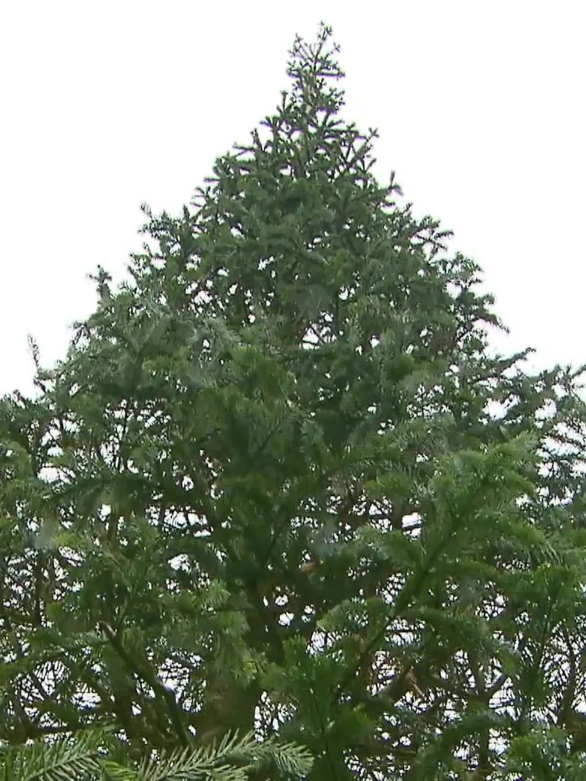 Bild zu: "Baum braucht Pause"