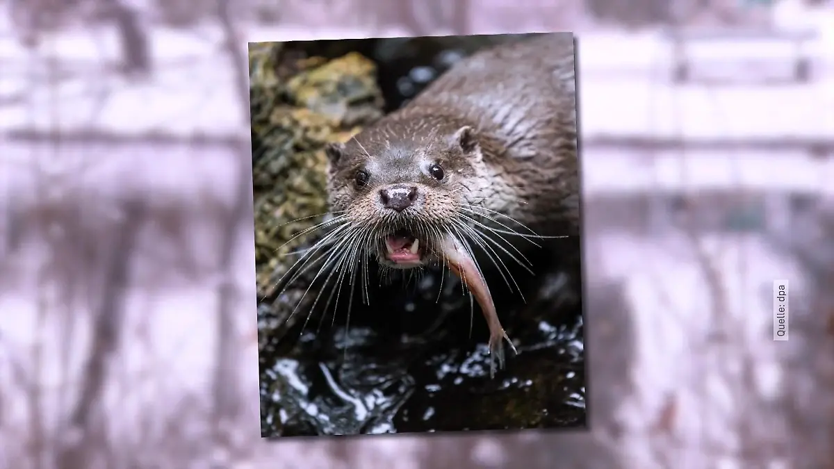 Warum die Tiere sich hier jetzt wieder wohl fühlen Fischotter zurück in Berlin