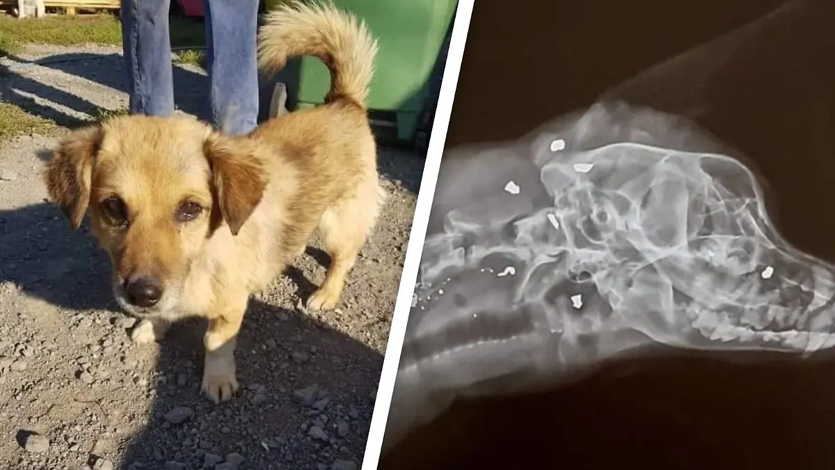 Mit Kugeln im Körper fanden Radfahrer Hund Sniper im Wald.
