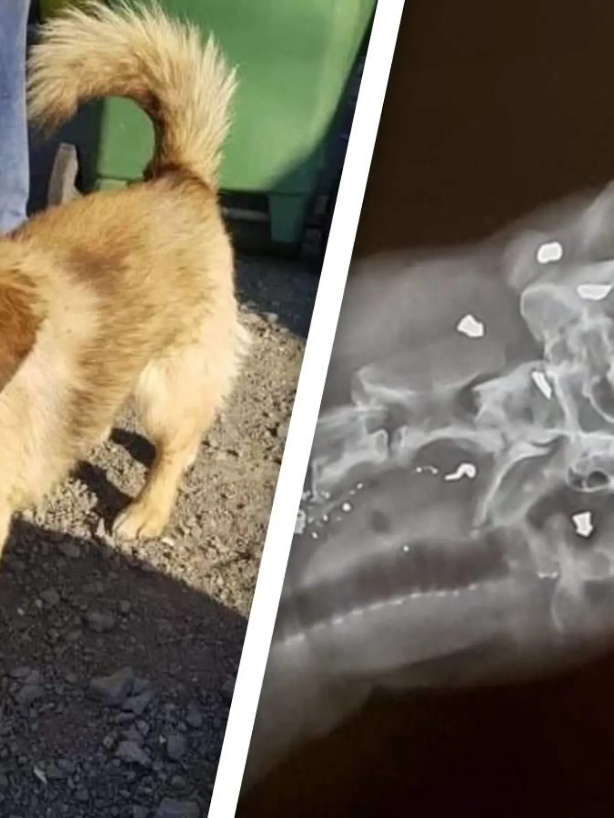 Mit Kugeln im Körper fanden Radfahrer Hund Sniper im Wald.