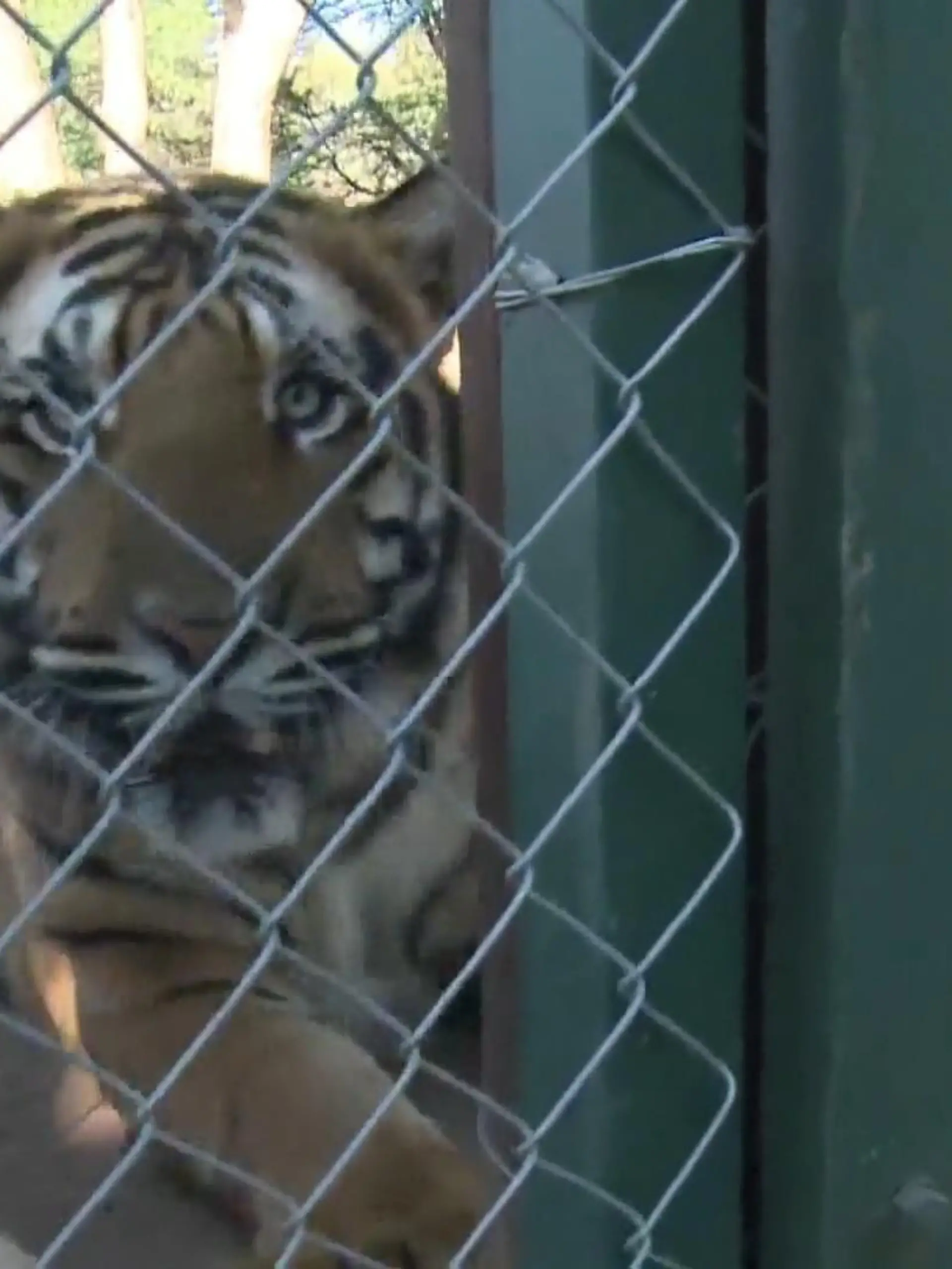 Nach einer spektakulären Rettungsaktion sind sie endlich in Sicherheit: Neun Löwen und drei Tiger konnten die Tierschützer von "Vier Pfoten" im vergangenen Jahr aus schrecklichen Verhältnissen retten. Glück im Unglück. Denn während sie ihr restliches Leben nun in artgemäßen Gehegen und ohne Misshandlungen verbringen werden, leiden weltweit Tausende ihrer Artgenossen in Gefangenschaft.