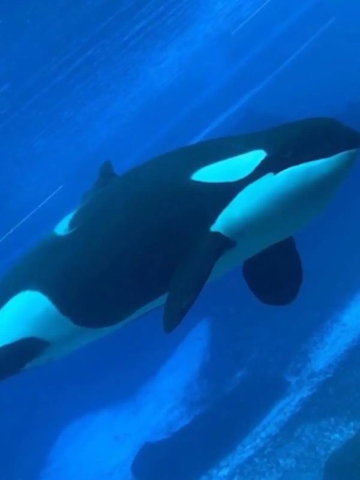 Bild zu: "Kiska ist der einsamste Wal der Welt"