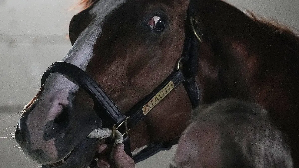 Syndication: The Courier-Journal Winner of the 149th running of the Kentucky Derby Mage looks around the barn Sunday, May 7, 2023 at Churchill Downs in Louisville. , EDITORIAL USE ONLY PUBLICATIONxINxGERxSUIxAUTxONLY Copyright: xGracexHollars/IndyStarx 0247043533st