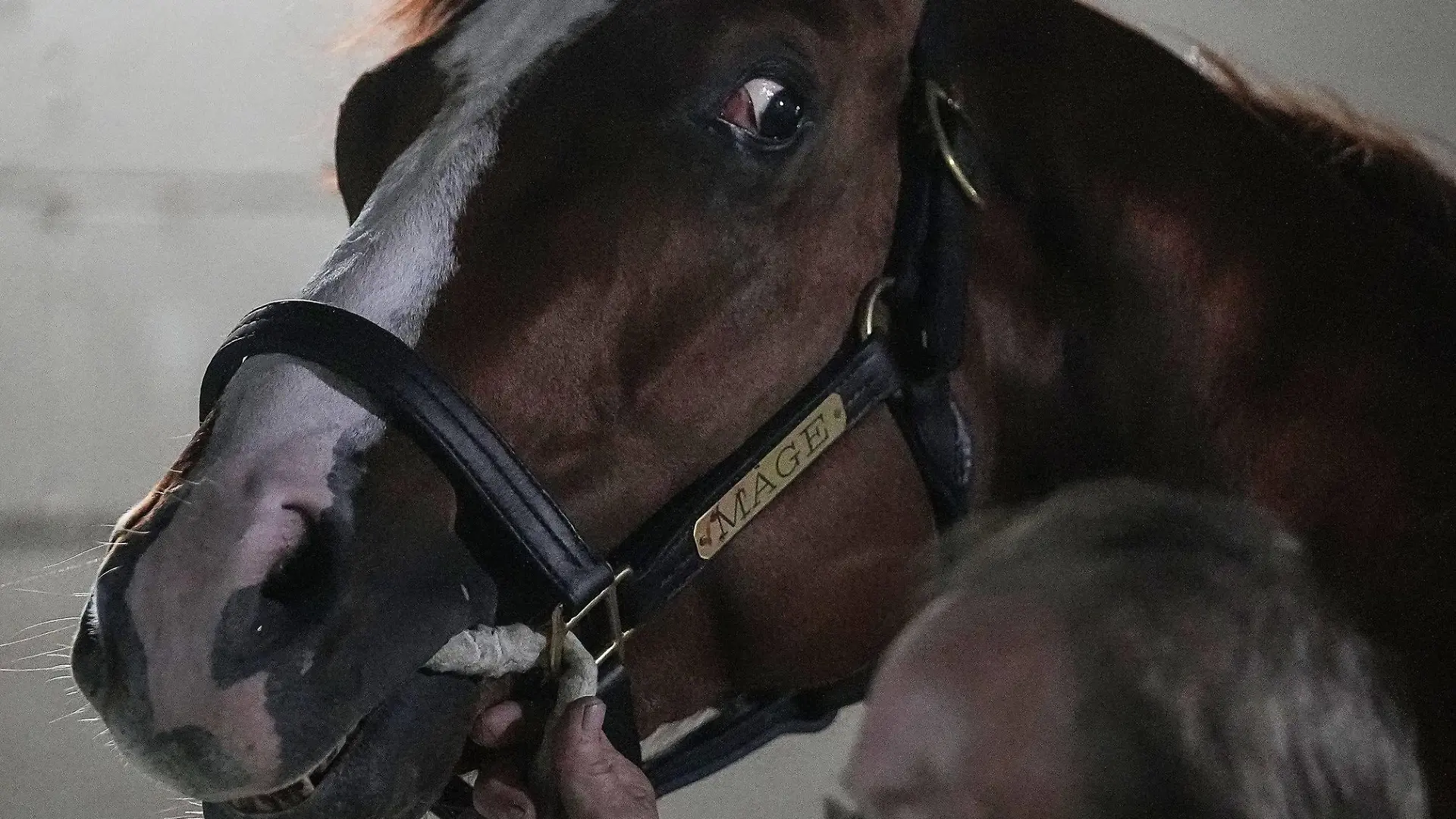 Syndication: The Courier-Journal Winner of the 149th running of the Kentucky Derby Mage looks around the barn Sunday, May 7, 2023 at Churchill Downs in Louisville. , EDITORIAL USE ONLY PUBLICATIONxINxGERxSUIxAUTxONLY Copyright: xGracexHollars/IndyStarx 0247043533st
