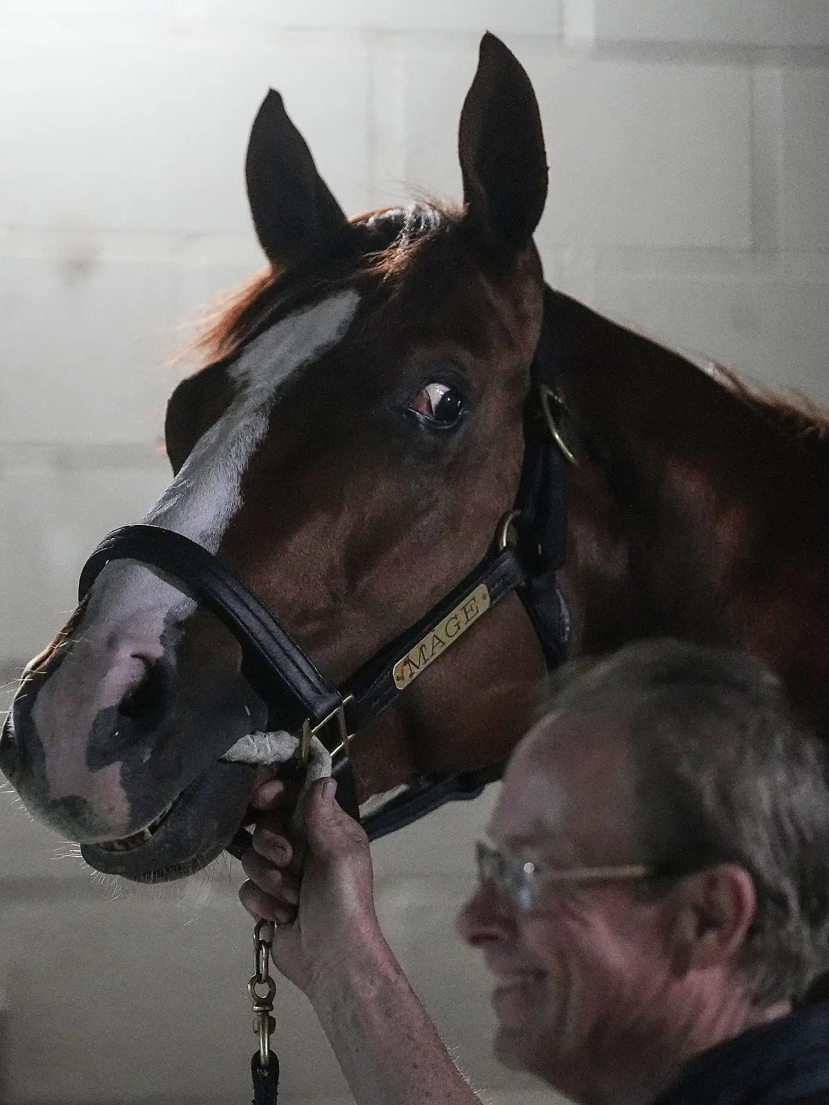 Syndication: The Courier-Journal Winner of the 149th running of the Kentucky Derby Mage looks around the barn Sunday, May 7, 2023 at Churchill Downs in Louisville. , EDITORIAL USE ONLY PUBLICATIONxINxGERxSUIxAUTxONLY Copyright: xGracexHollars/IndyStarx 0247043533st