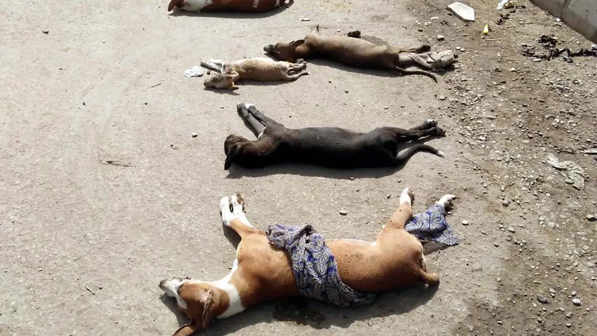September 21, 2017 - Pakistan - KARACHI, PAKISTAN, SEP 20: Employees of Director Solid Waste UC-20 Millat Nagar are .collecting died street dogs killed during anti street dogs campaign at a roadside, in Karachi on .Wednesday, September 20, 2017