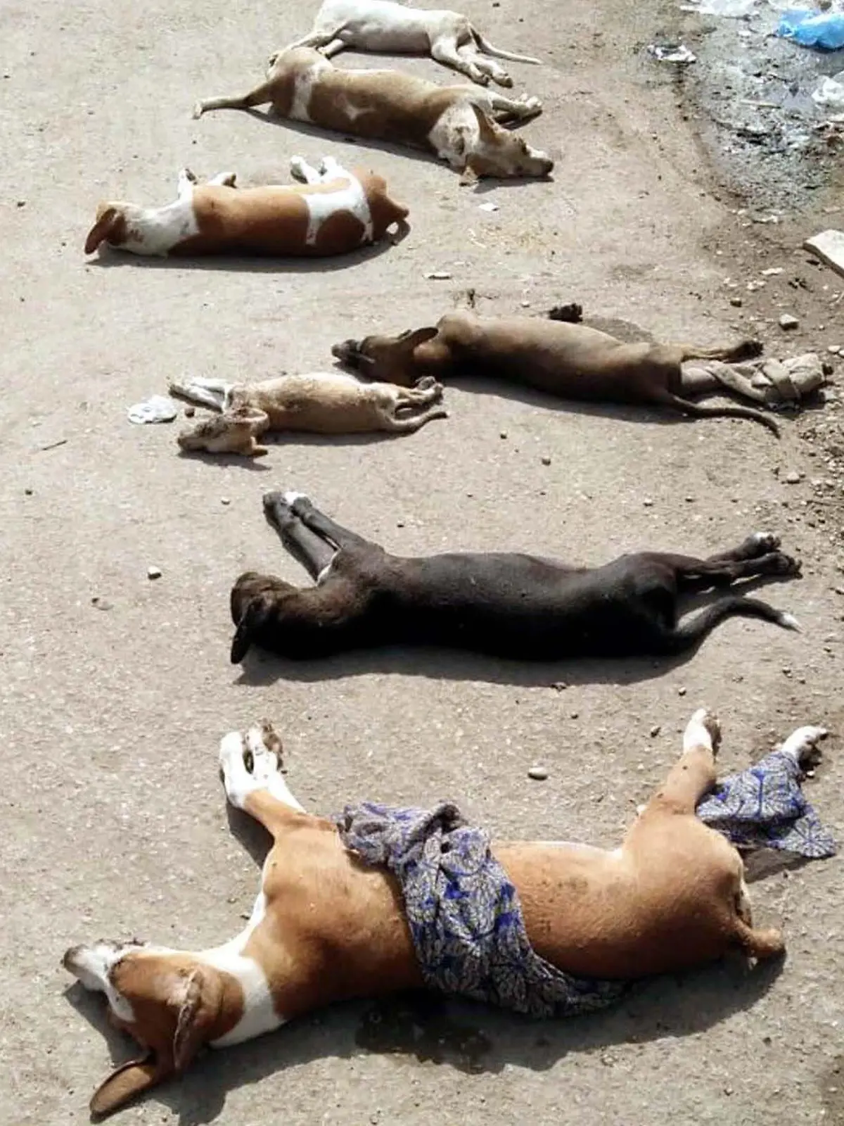 September 21, 2017 - Pakistan - KARACHI, PAKISTAN, SEP 20: Employees of Director Solid Waste UC-20 Millat Nagar are .collecting died street dogs killed during anti street dogs campaign at a roadside, in Karachi on .Wednesday, September 20, 2017