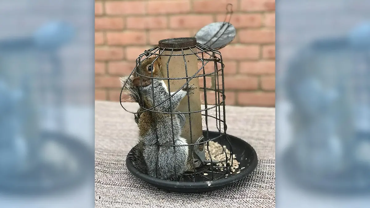 Grauhörnchen steckt in einem Vogelbehälter fest
