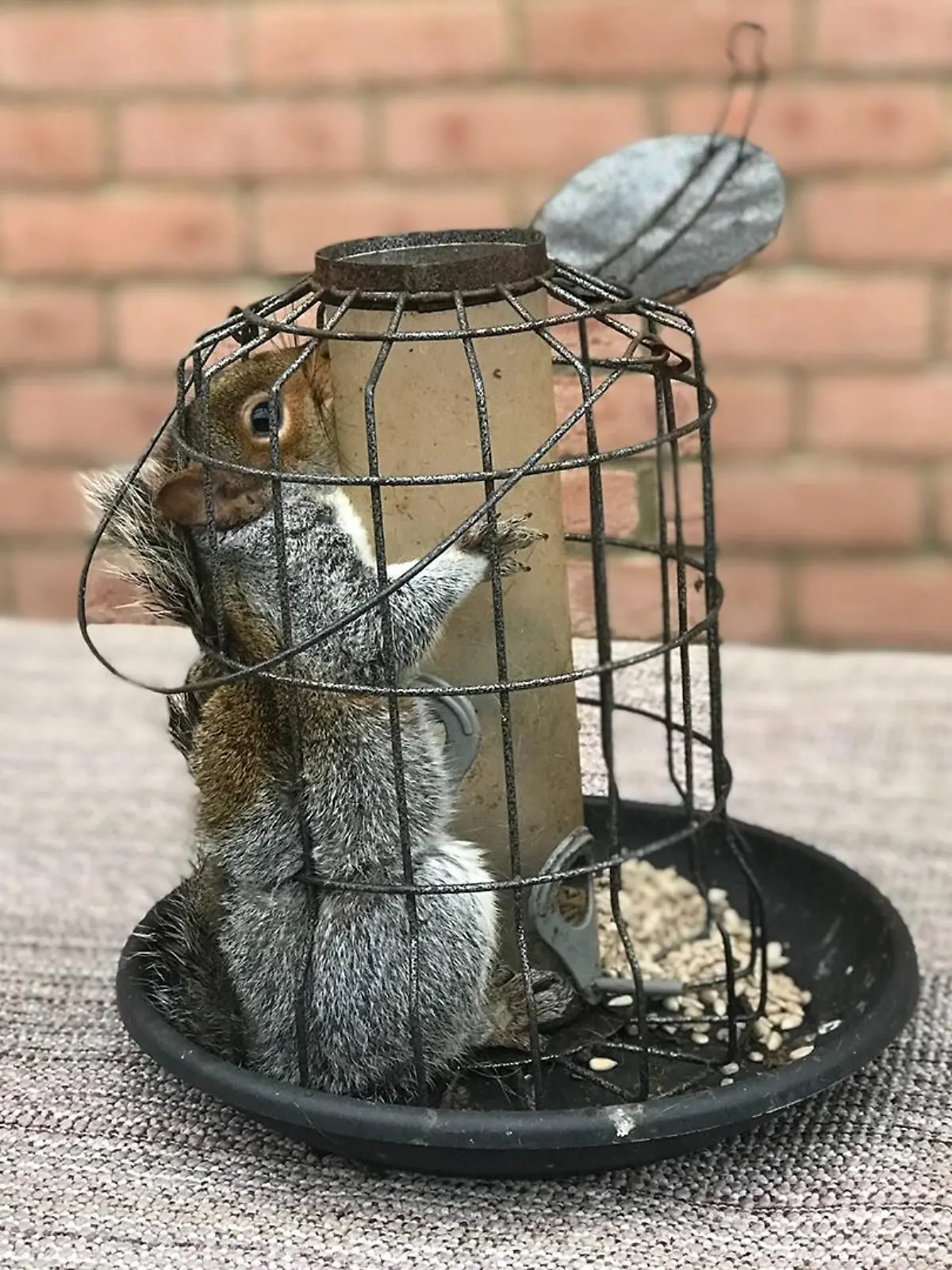 Grauhörnchen steckt in einem Vogelbehälter fest