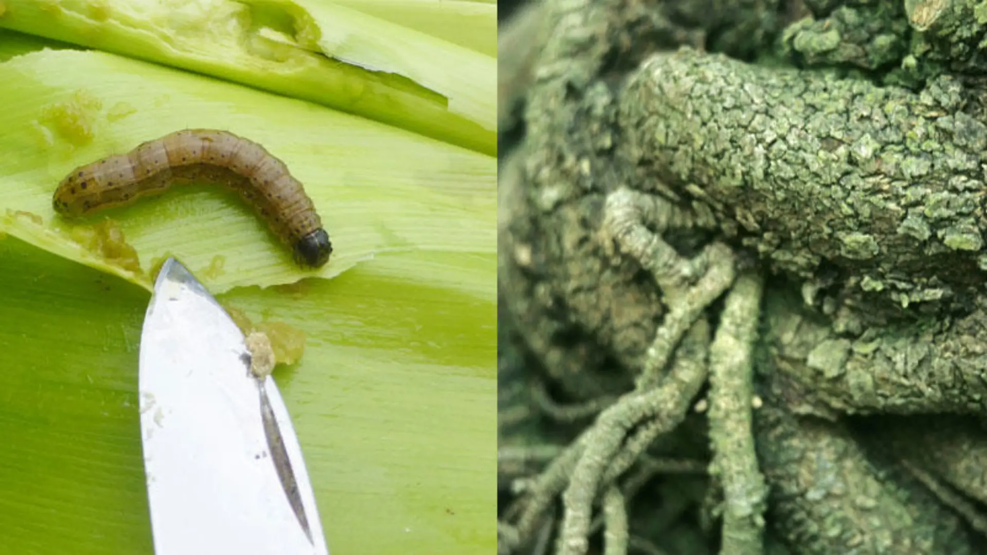 Der Herbst-Heerwurm und Extrakte aus einem Seifenbaum spielen für die Herstellung des Novavax-Impfstoffs eine wichtige Rolle.