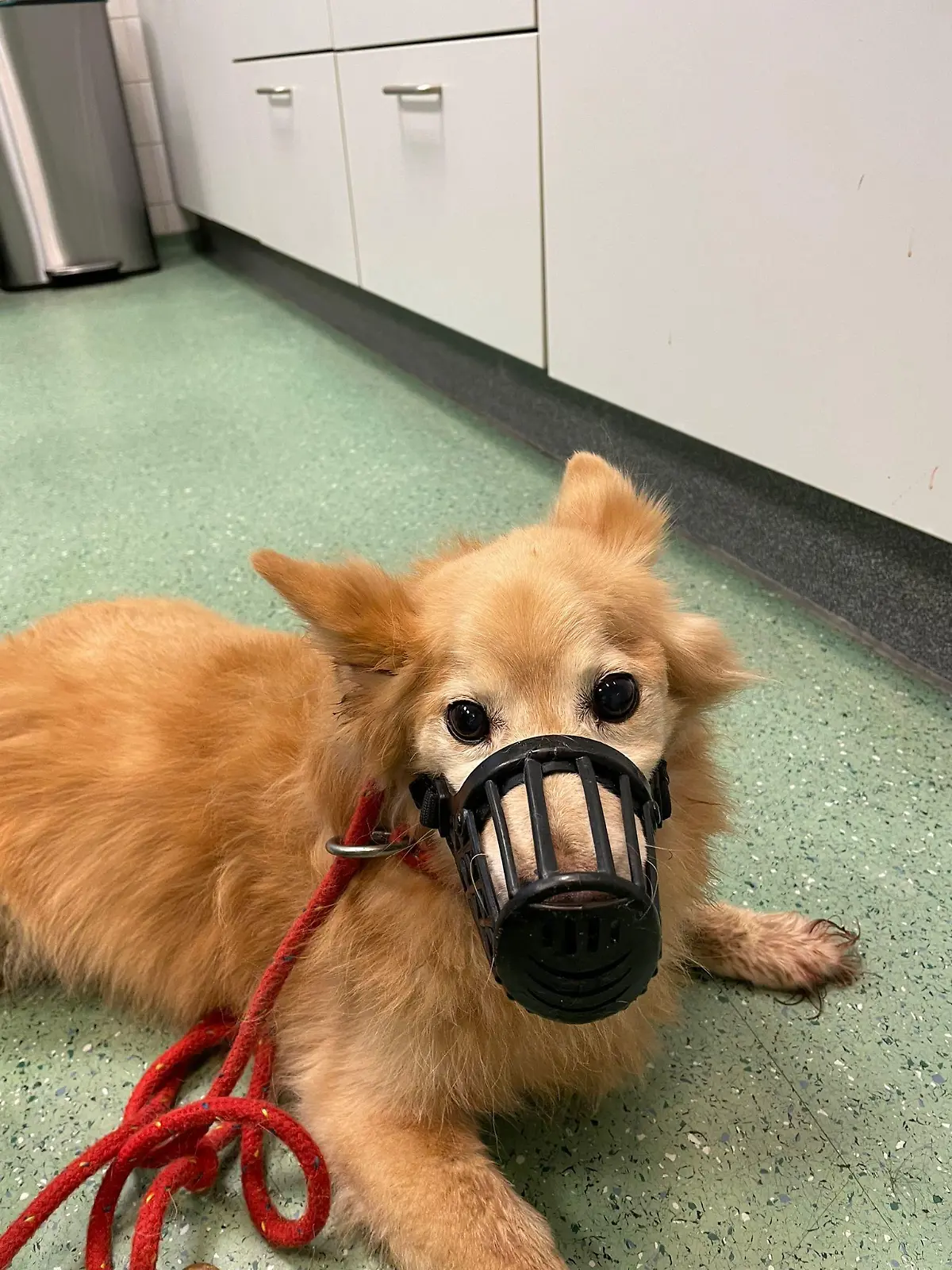Ausgesetzter Corgi-Mischling aus Hamburg-Harburg.