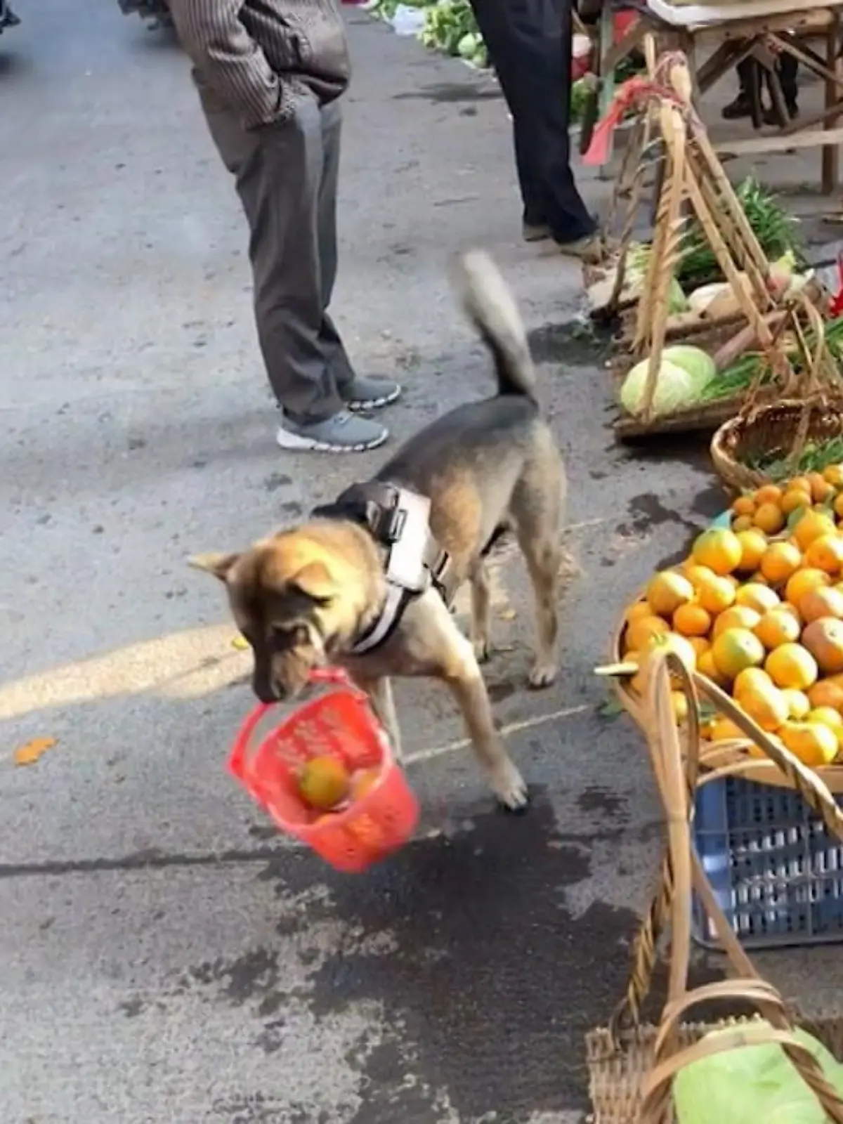 Bild zu: "Ein Hund auf Shoppingtour"