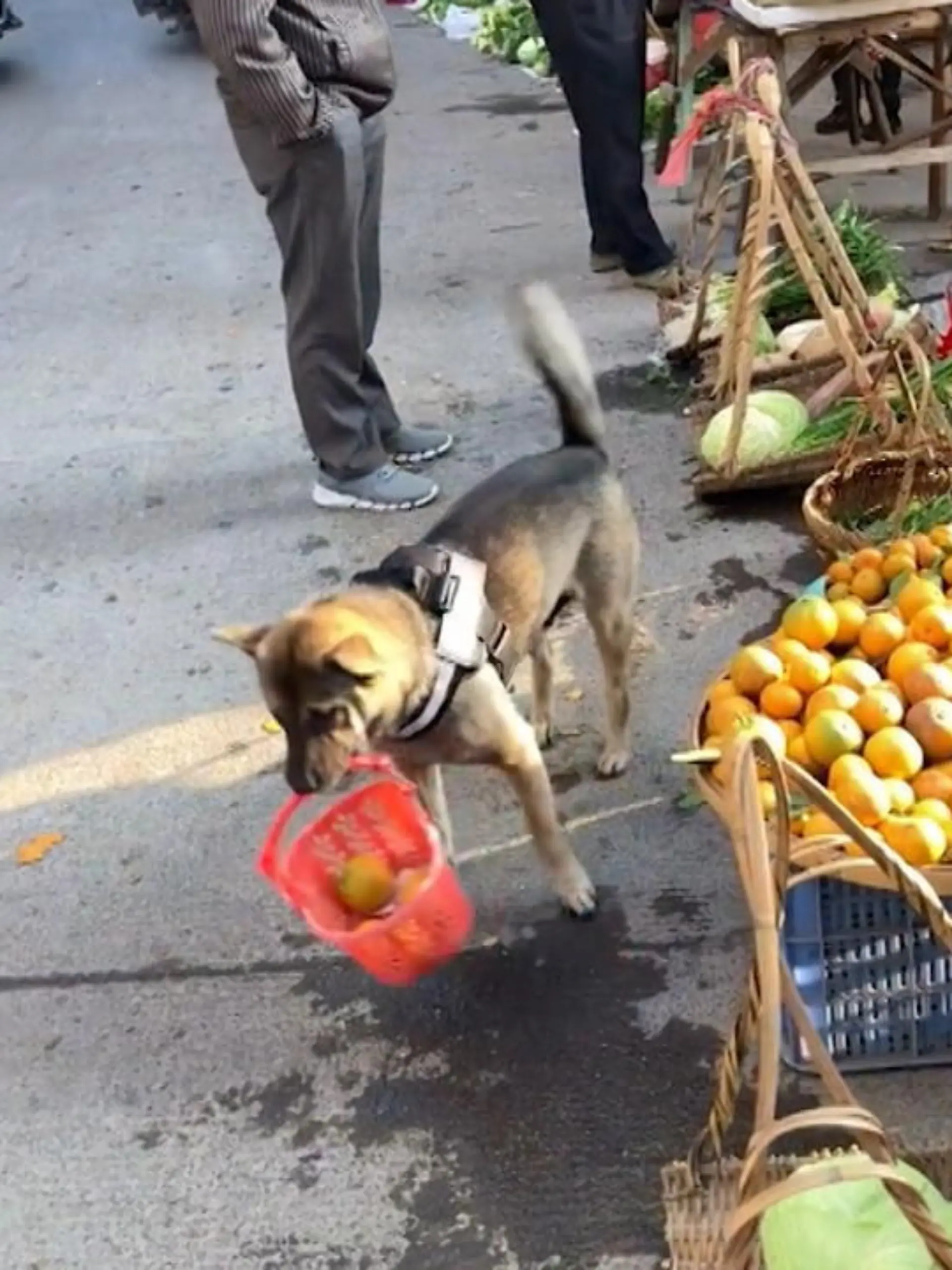 Bild zu: "Ein Hund auf Shoppingtour"
