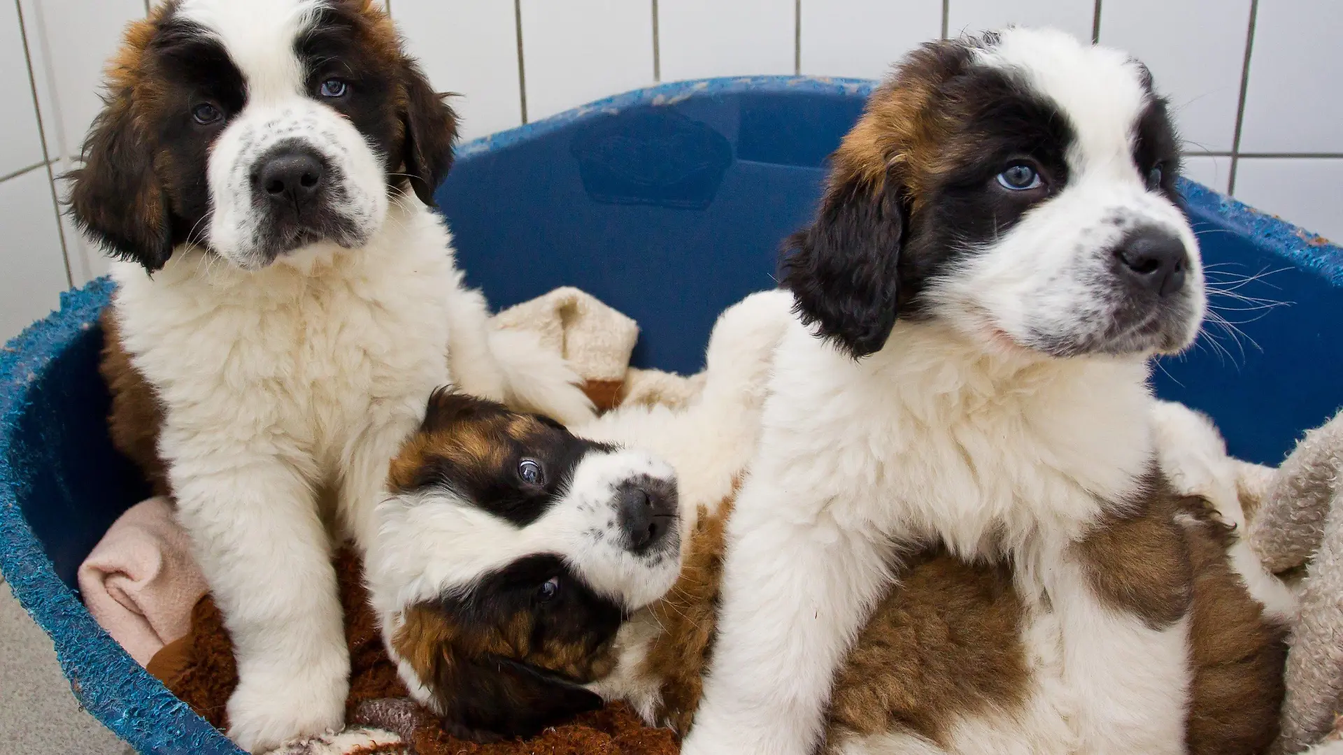 Bernhardiner-Welpen sitzen am Montag (07.05.2012) im Tierheim in Feucht bei Nürnberg (Mittelfranken) in ihrer Quarantänestation in einem Korb. Die Polizei hatte insgesamt 15 Hundewelpen in einem Kofferraum in der Nacht auf Donnerstag (03.05.) entdeckt. Es handelte sich um einen illegalen Tiertransport. Foto: Daniel Karmann dpa/lby +++(c) dpa - Bildfunk+++