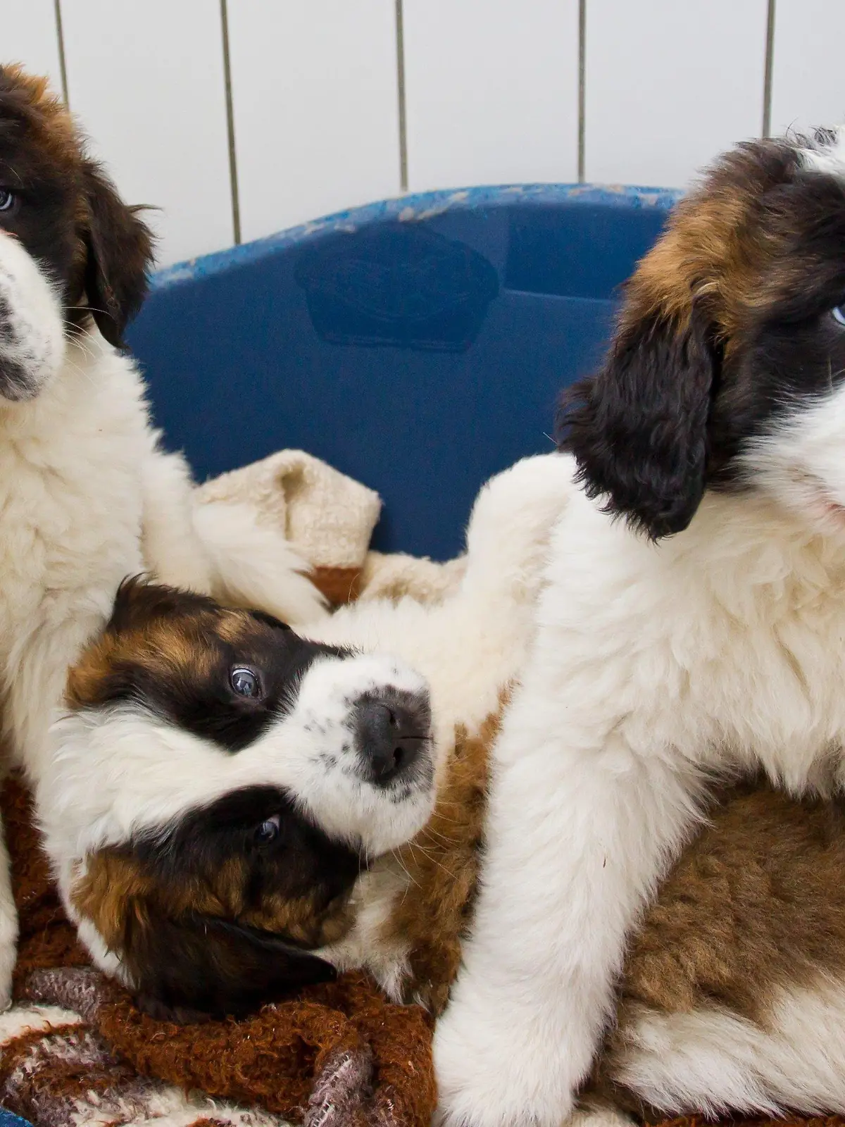 Bernhardiner-Welpen sitzen am Montag (07.05.2012) im Tierheim in Feucht bei Nürnberg (Mittelfranken) in ihrer Quarantänestation in einem Korb. Die Polizei hatte insgesamt 15 Hundewelpen in einem Kofferraum in der Nacht auf Donnerstag (03.05.) entdeckt. Es handelte sich um einen illegalen Tiertransport. Foto: Daniel Karmann dpa/lby  +++(c) dpa - Bildfunk+++
