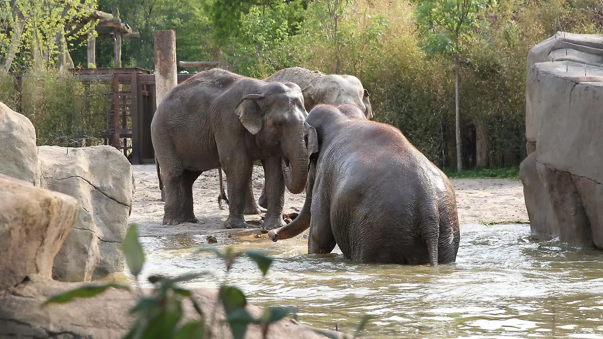 firo 08.06.2013
Zoo Zoologischer Garten Allwetterzoo Münster
Tiere Tierwelt
Elefanten Elefanten Der neue 5 Millionen Euro teure Elefantenpark wird am 11.06.2013 eingeweiht
5000 Quadratmeter laden für die 7 asiatischen Elefanten zum planschen in den zwei bis 2,60 tiefen Swimming Pool ein .