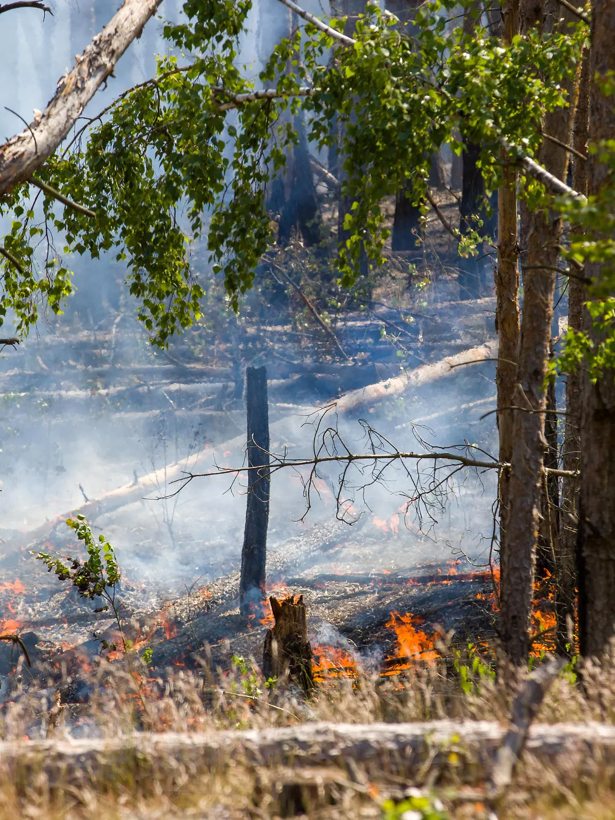 Waldbrand in Jüterbog breitet sich auf 150 Hektar aus, Bei dem Waldbrand bei Jüterbog verschärfte der aufkommende Wind und die warmen Temperaturen am Wochenende die Lage am Brandort. Das Feuer hatte sich bis zum Sonntagnachmittag auf ca. 150 Hektar ausgedehnt. Die Feuerwehr Jüterbog war mit zahlreichen Kräften im Einsatz und löschte vom Weg aus partiell die Brandherde ab, nach wie vor kann die Feuerwehr nur eingeschränkt vom Boden aus löschen, aufgrund der vorhandenen Munitionsverdachtsflächen auf dem gesamten Gebiet. Jüterbog Brandenburg Deutschland *** Forest fire in Jüterbog spreads to 150 hectares, In the forest fire near Jüterbog, the emerging wind and warm temperatures at the weekend exacerbated the situation at the site of