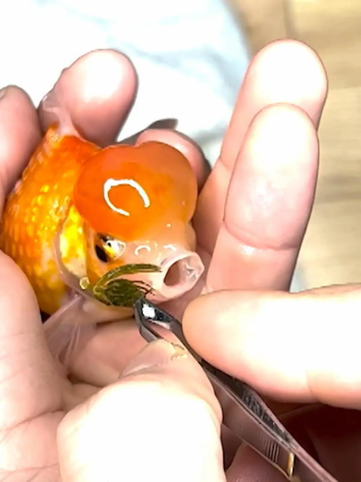 Goldfisch Clerance lag ein Stück Wassergrass quer zwischen den Kiemen. Er droht zu ersticken, doch sein Besitzer kann ihn in letzter Minute  retten .