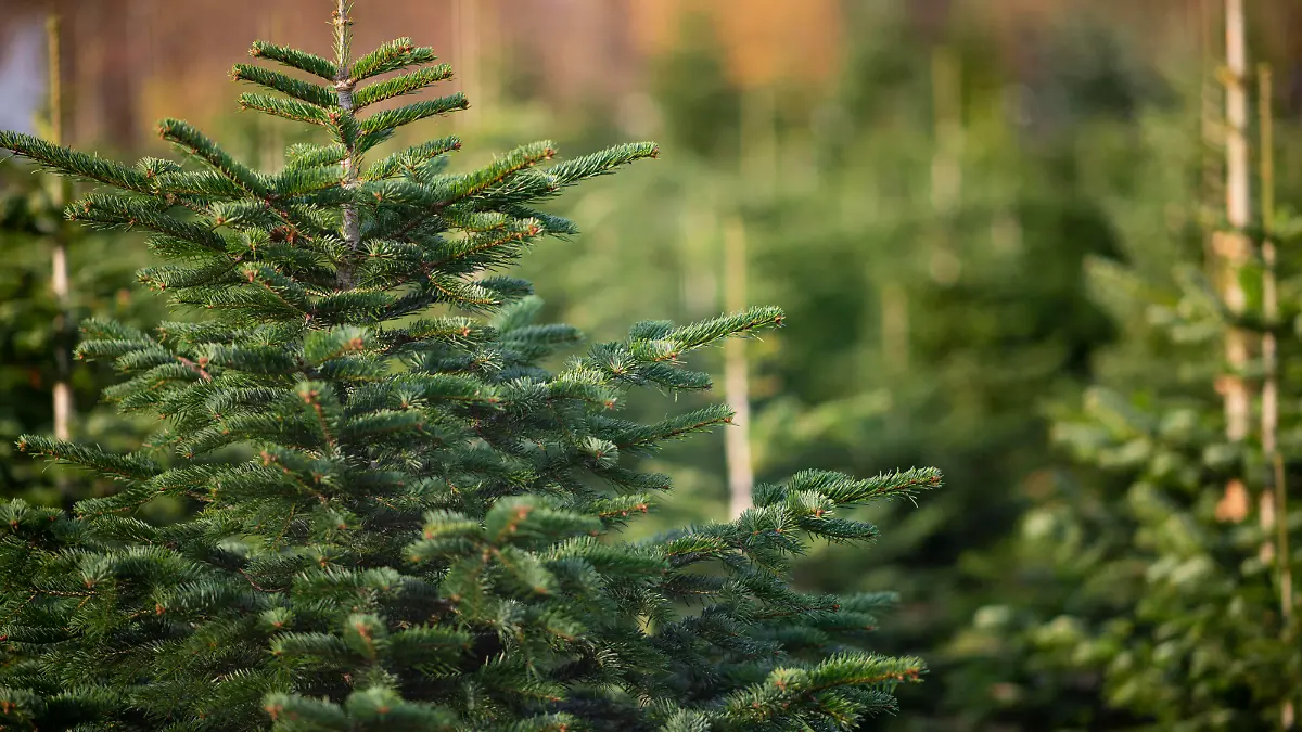 Feature Weihnachten Deutschland 16.11.2020 - Feature Weihnachten: Weihnachtsbäume stehen auf einem Feld bereit, um Ende November verkauft zu werden. Foto: Noah Wedel/Kirchner-Media Nordrhein-Westfalen Deutschland *** Feature Christmas Germany 16 11 2020 Feature Christmas Christmas trees are ready in a field to be sold at the end of November Photo Noah Wedel Kirchner Media Nordrhein Westfalen Germany Copyright: xNoahxWedel/Kirchner-Mediax