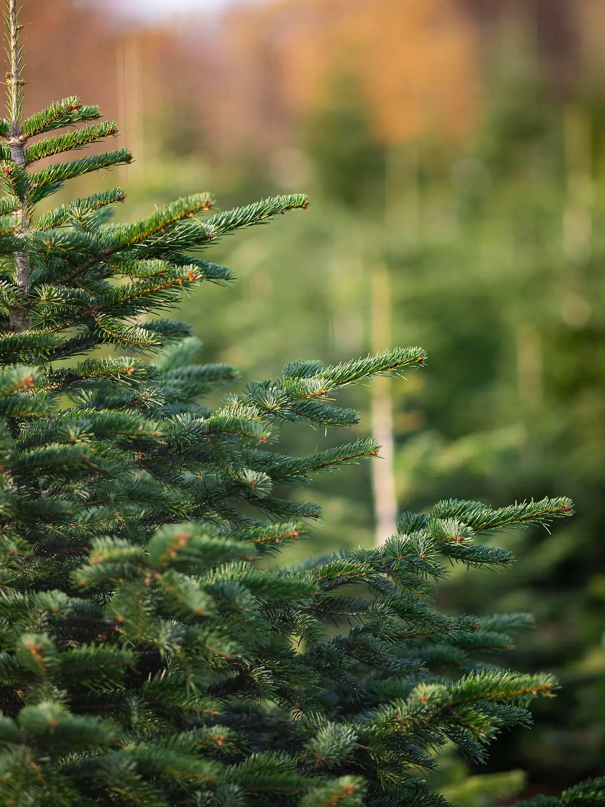  Feature Weihnachten Deutschland 16.11.2020 - Feature Weihnachten: Weihnachtsbäume stehen auf einem Feld bereit, um Ende November verkauft zu werden. Foto: Noah Wedel/Kirchner-Media Nordrhein-Westfalen Deutschland *** Feature Christmas Germany 16 11 2020 Feature Christmas Christmas trees are ready in a field to be sold at the end of November Photo Noah Wedel Kirchner Media Nordrhein Westfalen Germany Copyright: xNoahxWedel/Kirchner-Mediax