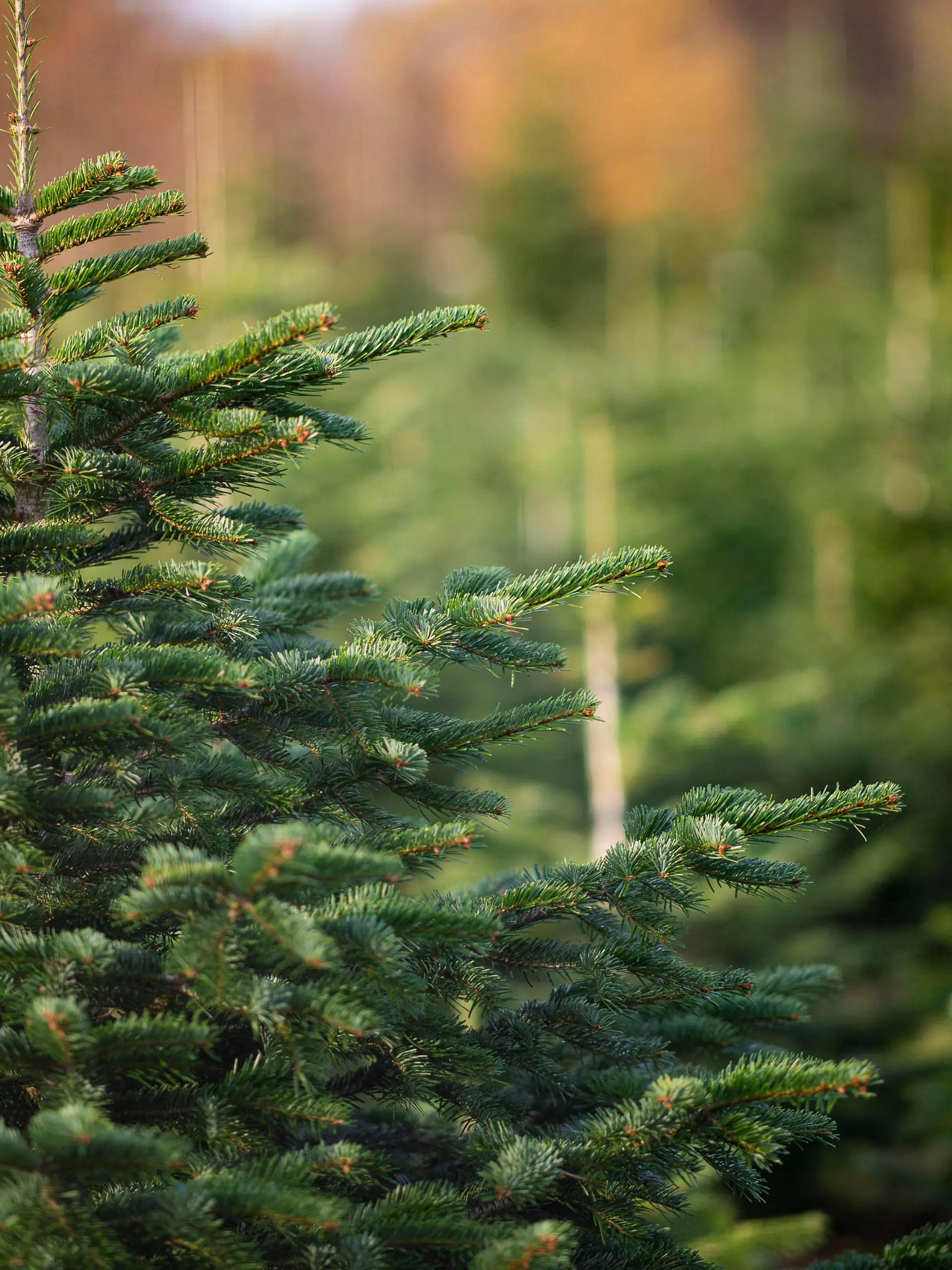  Feature Weihnachten Deutschland 16.11.2020 - Feature Weihnachten: Weihnachtsbäume stehen auf einem Feld bereit, um Ende November verkauft zu werden. Foto: Noah Wedel/Kirchner-Media Nordrhein-Westfalen Deutschland *** Feature Christmas Germany 16 11 2020 Feature Christmas Christmas trees are ready in a field to be sold at the end of November Photo Noah Wedel Kirchner Media Nordrhein Westfalen Germany Copyright: xNoahxWedel/Kirchner-Mediax