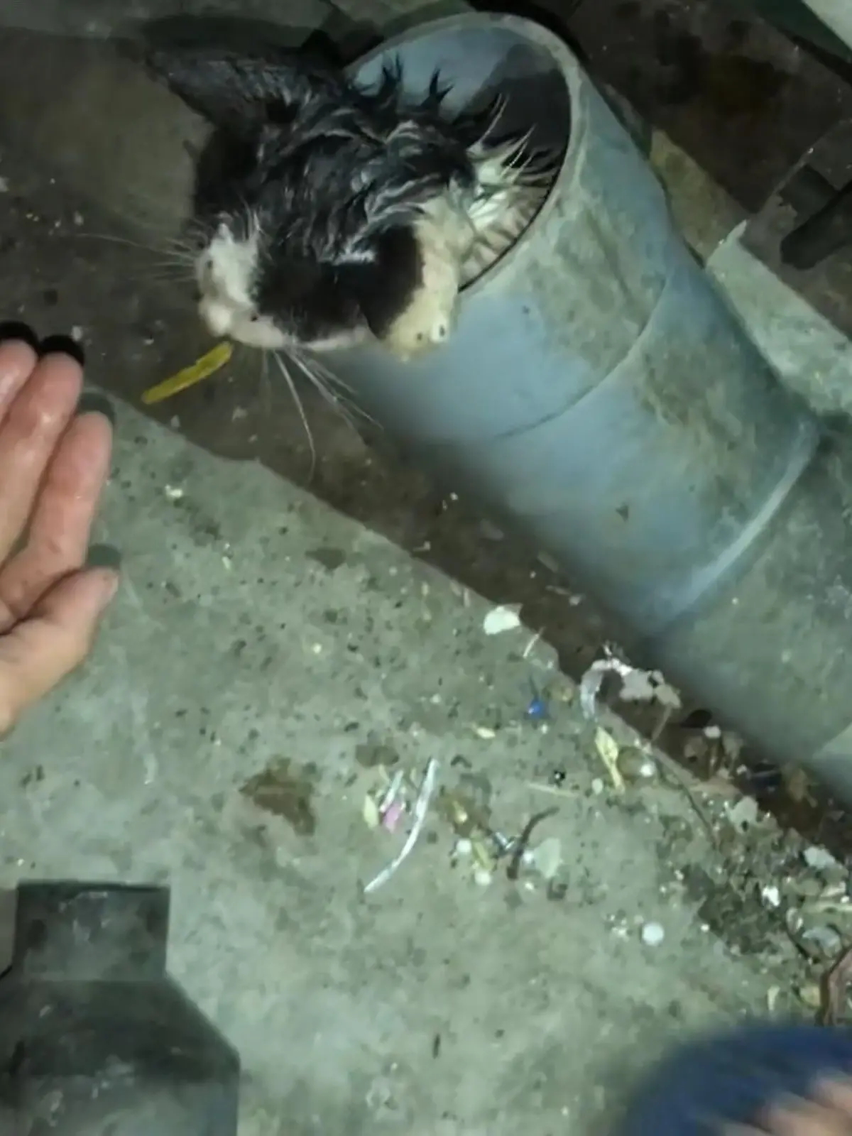 Ein Junge aus Hanoi, Vietnam, hat in der Regenrinne seines Hauses ein kleines Kätzchen gefunden und daraus befreit. Mittlerweile hat das Katzenbaby bei der Nachbarsfamilie ein neues Zuhause gefunden.