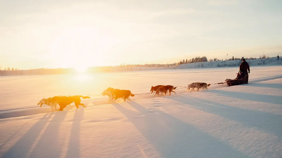 Huskys ziehen einen Schlitten in der schwedischen Provinz Lappland.