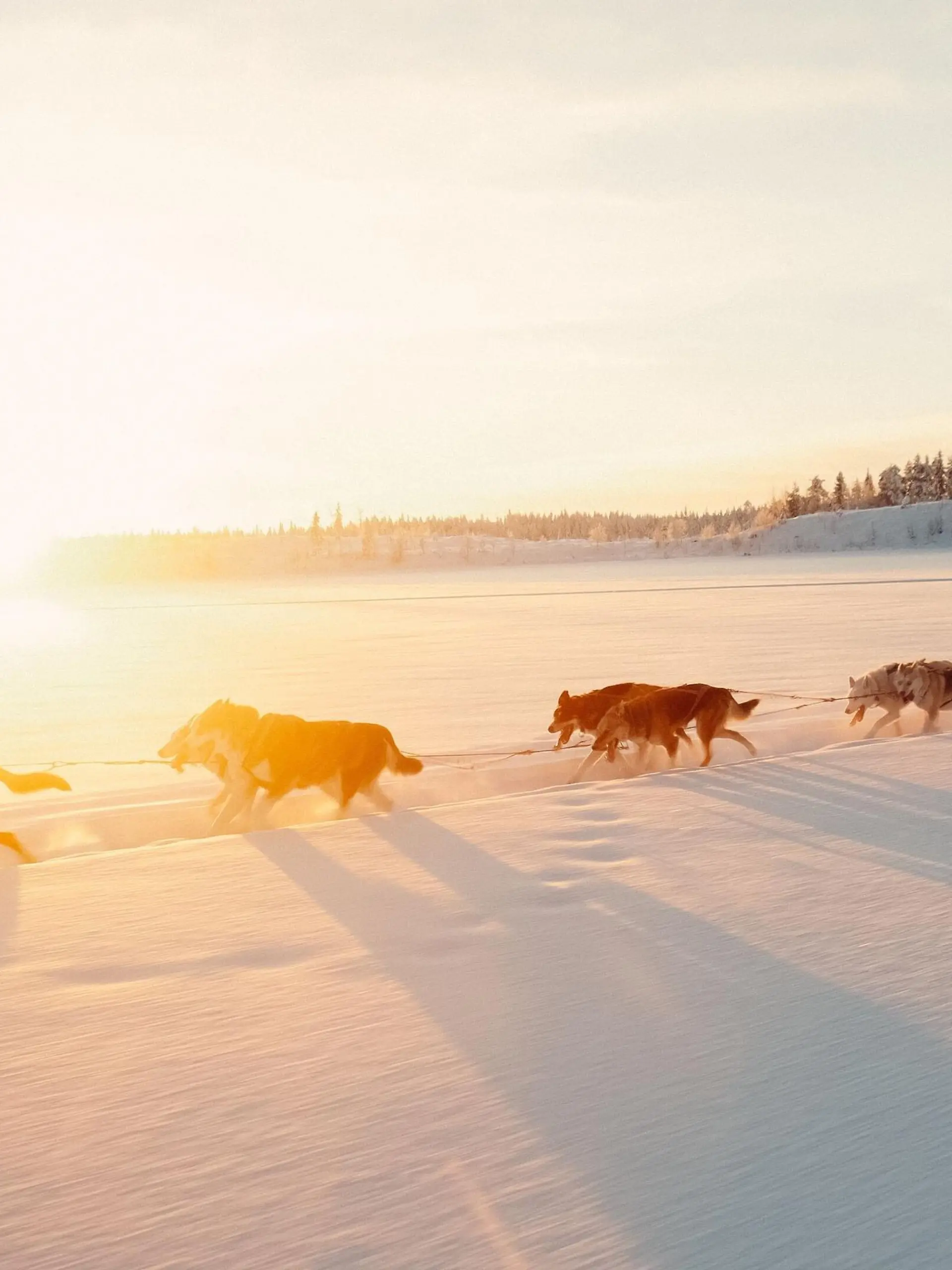 Huskys ziehen einen Schlitten in der schwedischen Provinz Lappland.