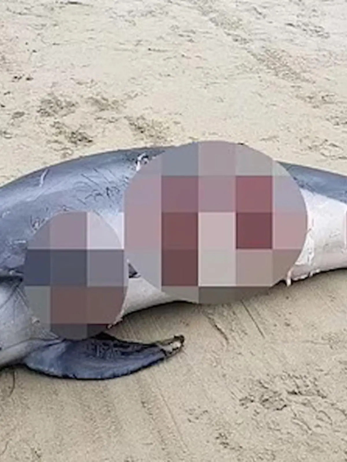 Erschreckende Bilder vom Torrey Pines State Beach in Kalifornien! Mehrere Haie attackieren einen Delfin, wenig später wird dieser tot an den Strand gespült. Warum die Behörden nun warnen, verraten wir im Video!