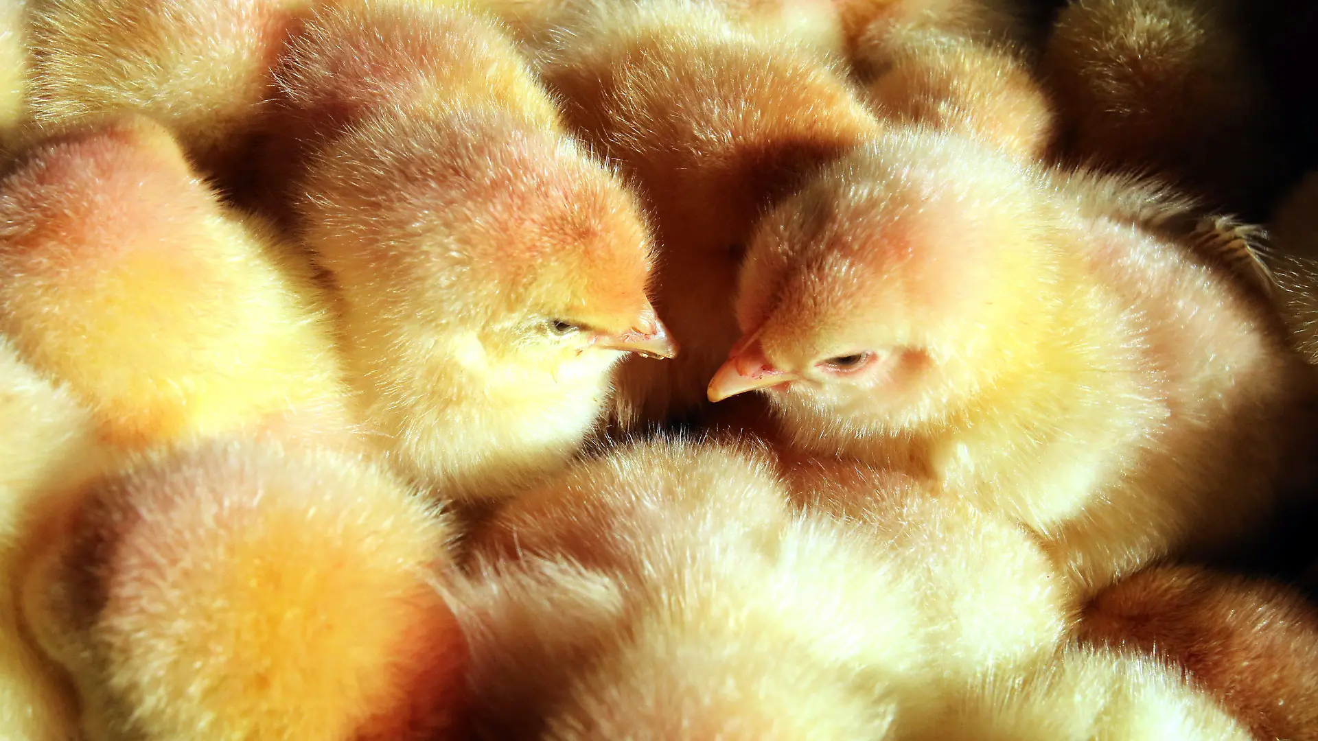 ARCHIV - 09.03.2016, Mecklenburg-Vorpommern, ---: Männliche Küken sitzen in einem Korb. Mit dem massenhaften Töten männlicher Küken in der Legehennenzucht in Deutschland soll Ende kommenden Jahres Schluss sein. Foto: Bernd Wüstneck/zb/dpa +++ dpa-Bildfunk +++