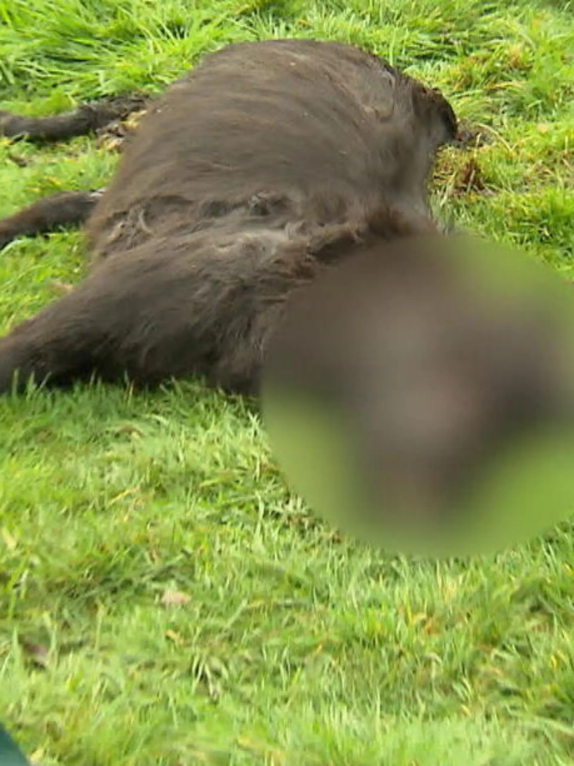 Waren es schon wieder die Wölfe? Auf einer Weide in Bottrop Kirchhellen (Nordrhein-Westfalen) ist am Dienstagmorgen ein totes Pony entdeckt worden – besser gesagt nur noch das halbe Tier. Im Wolfsgebiet Schermbeck waren in den vergangenen Monaten immer wieder Ponys von Wölfen gerissen worden. "Lilly", wie das Shetlandpony hieß, ist offenbar Opfer Nummer fünf in der Umgebung seit Oktober.