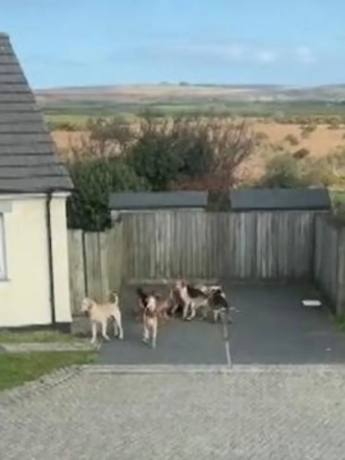 Empörende Szenen aus England: Videoaufnahmen zeigen, wie ein Jäger in einen Vorgarten läuft und eine tote Katze einfach über einen Zaun wirft. Mini, so hieß sie, wurde offenbar von Jagdhunden in den Tod gehetzt. Anschließend läuft der Mann weg, als ob ihn die ganze Situation nichts anginge. Der Vorfall ereignete sich im März in dem1.500-Einwohner-Dorf Madron in der Grafschaft Cornwall im Süden Englands. Jetzt wurde der Jäger zu einer Geldstrafe von 1.800 Euro verurteilt, weil die Hunde außer Kontrolle geraten waren.