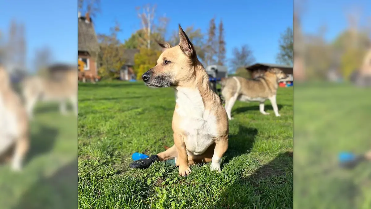 In der "Villa Hinkefuß" ist JEDER Hund willkommen.