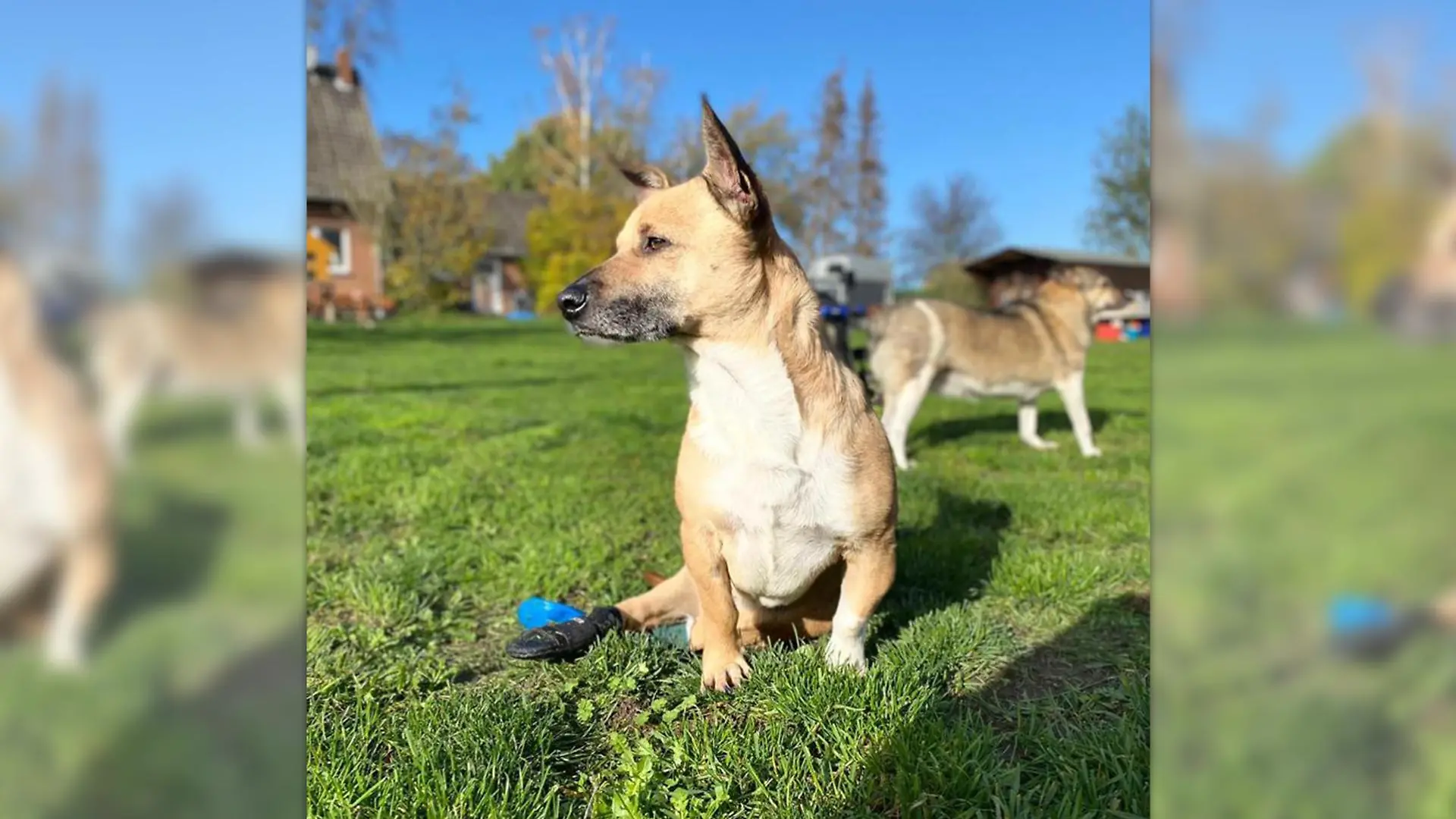 In der "Villa Hinkefuß" ist JEDER Hund willkommen.