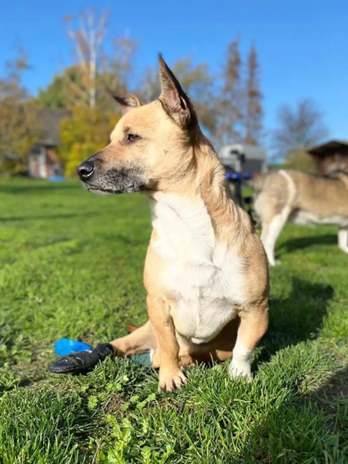 In der "Villa Hinkefuß" ist JEDER Hund willkommen.