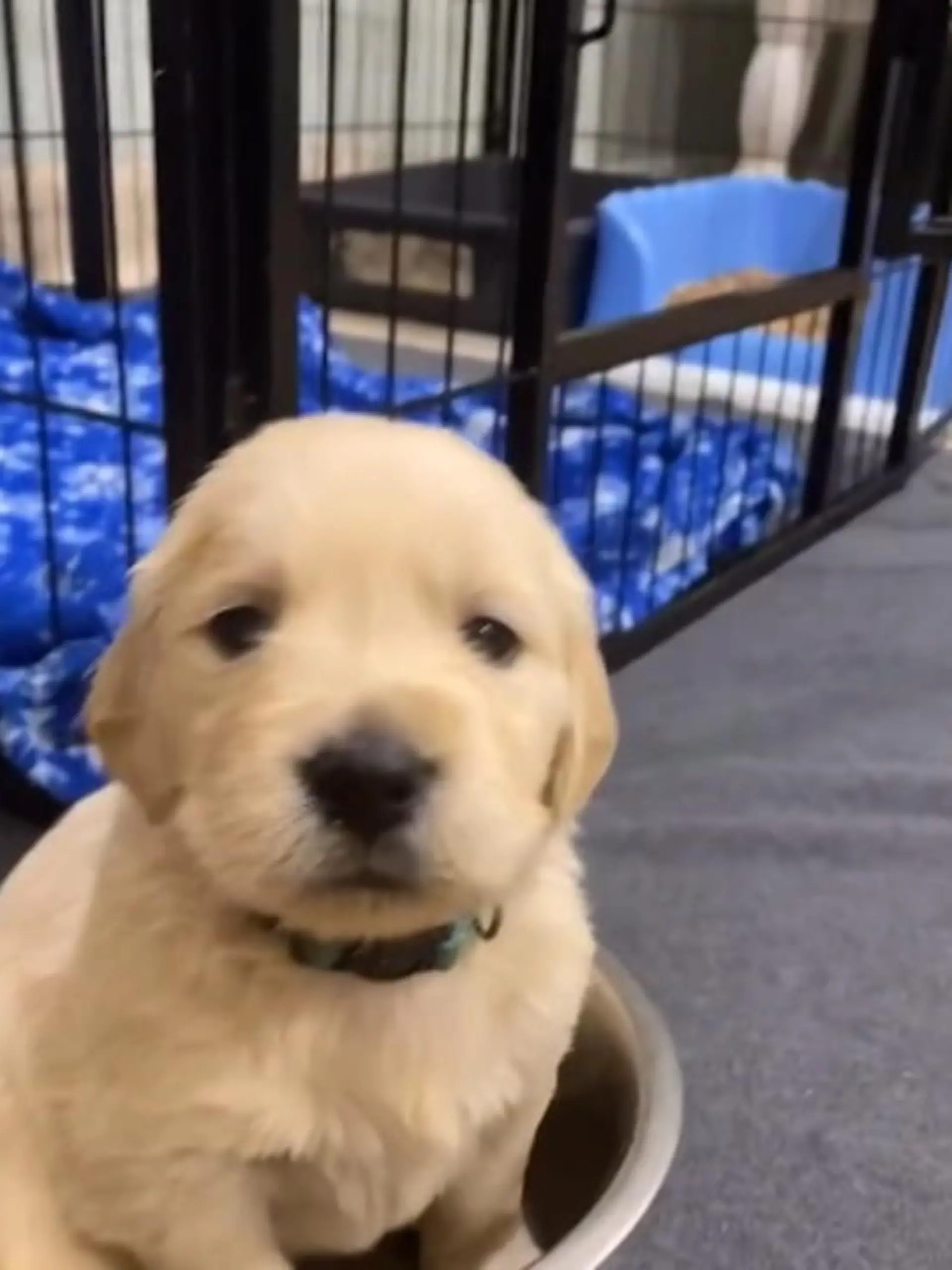 Die kleine Golden-Retriever-Dame hat es sich in ihrem Fressnapf gemütlich gemacht und will um nichts auf der Welt da wieder raus.