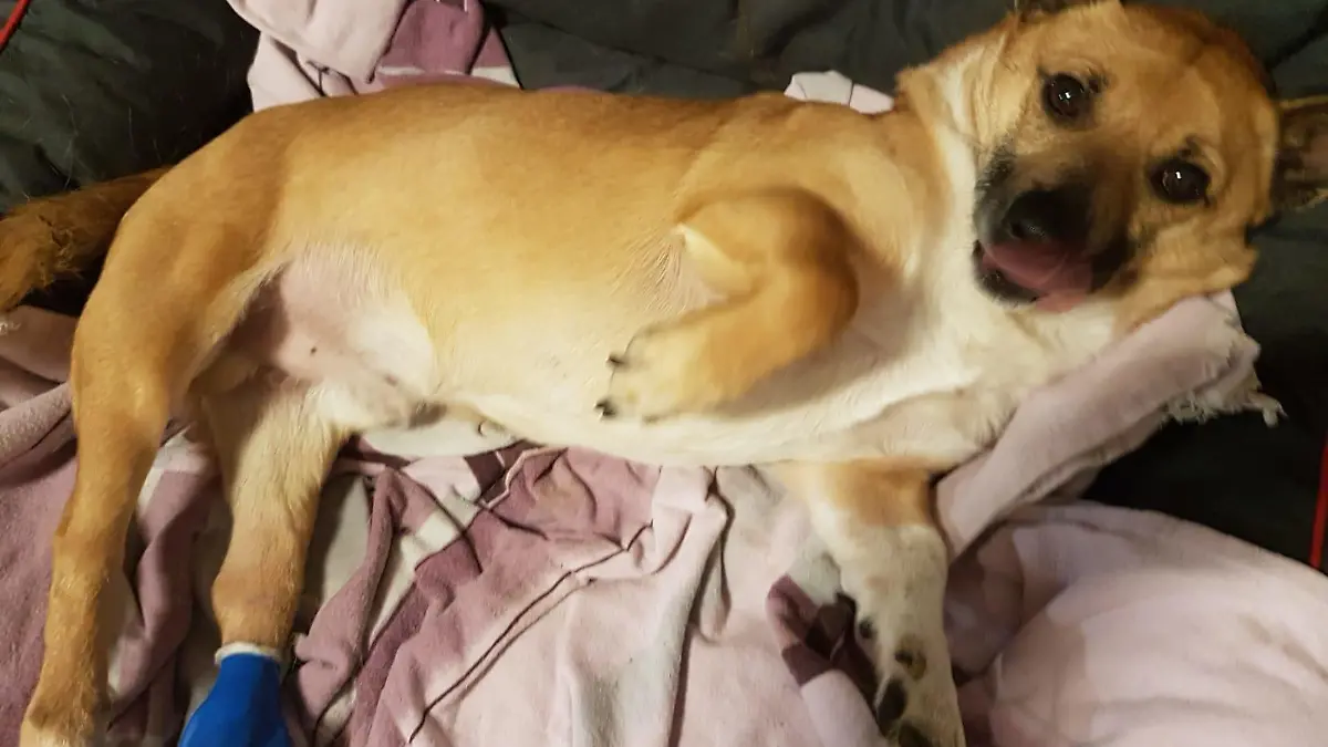Ein aktueller Bewohner der "Villa Hinkefuß": Hund Pepe.
