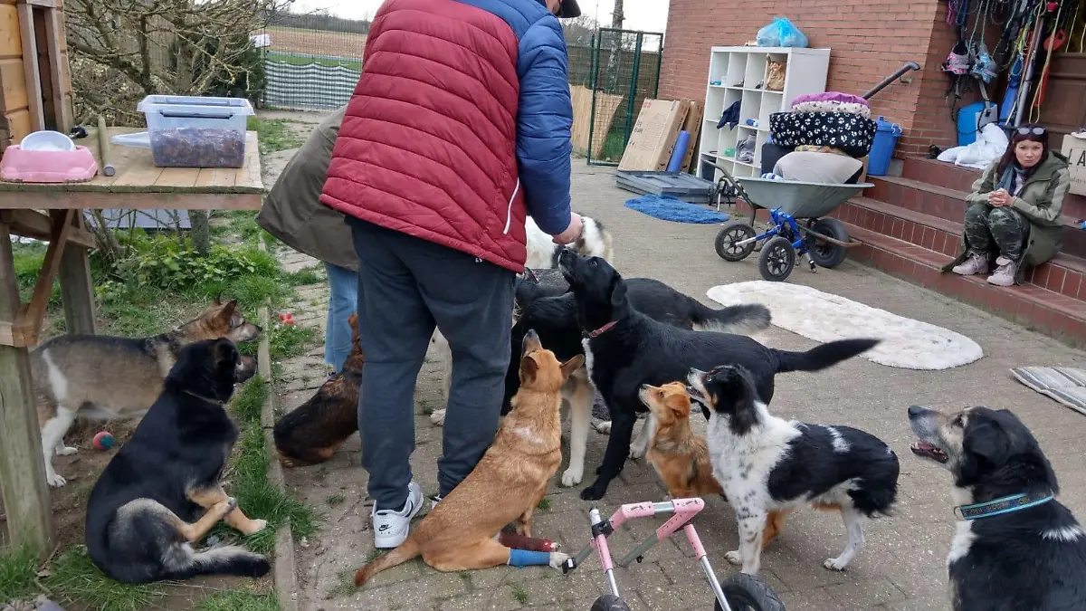 Ehrenamtliche helfen in der "Villa Hinkefuß" aus und unterstützen Petra Schönle und die vielen Handicap-Hunde.