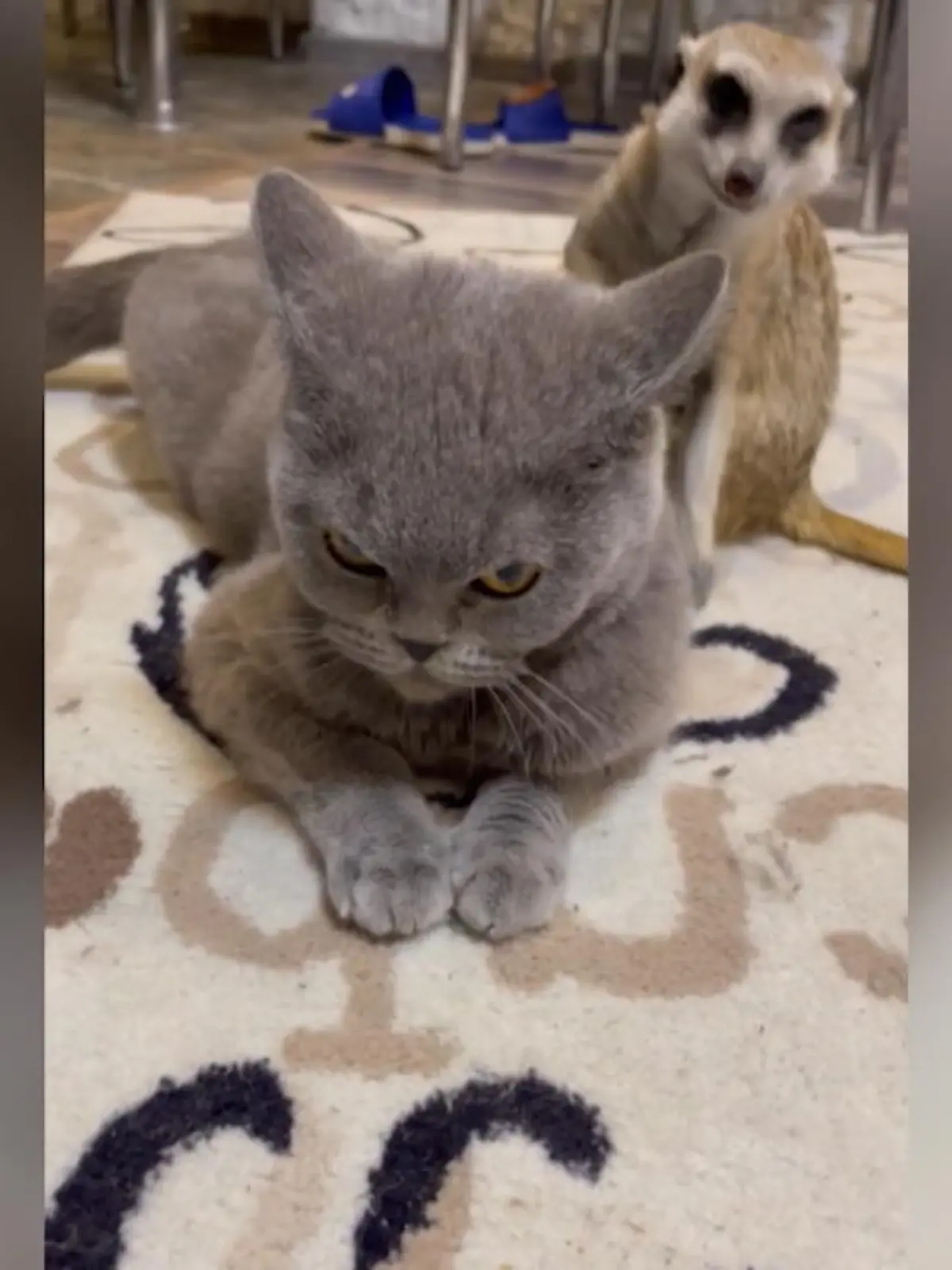 Auch wenn Myshka kein Löwe ist, sondern nur ein Stubentiger, erinnert uns die Szene aus dem Video sehr an Disneys FIlmklassiker "Der König der Löwen".