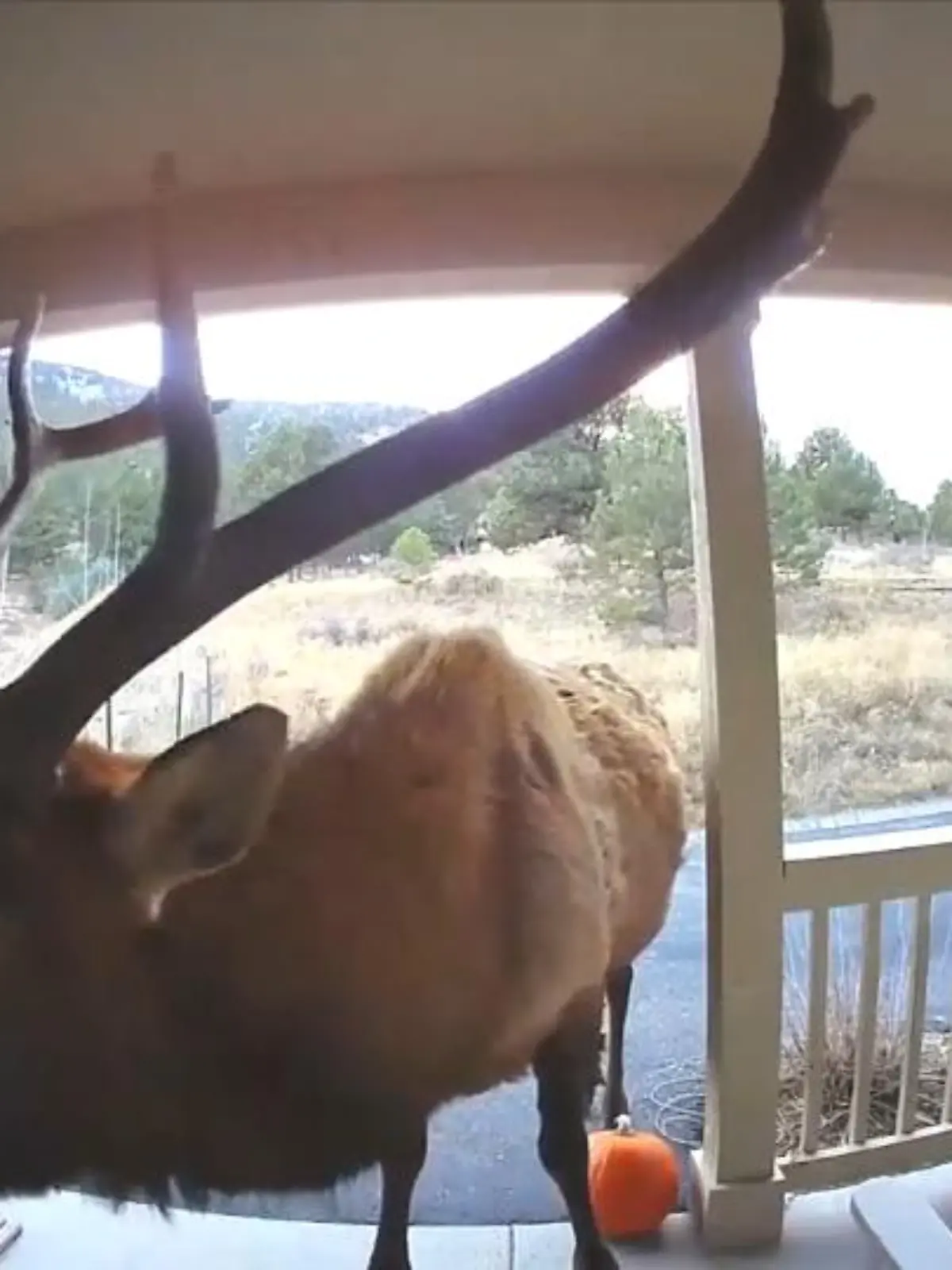 Dieser Elch in Colorado wollte nur mal kurz Hallo sagen. Eine Überwachungskamera filmt den Moment, als das Tier mit seinem Geweih an der Tür klingelt.  Doch leider scheint niemand zuhause zu sein.