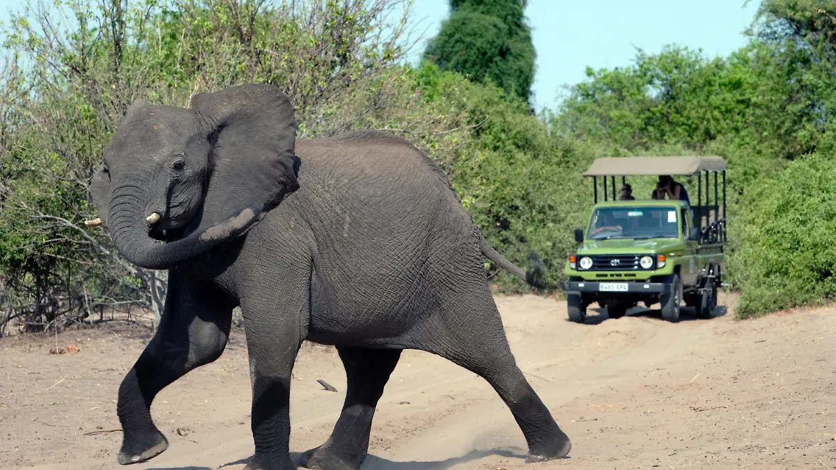 ARCHIV - ILLUSTRATION - Ein Elefant kreuzt den Weg eines Geländewagens mit Touristen im Chobe Nationalpark in Botsuana in der Nähe der Stadt Kasane (Archivfoto vom 13.11.2010). Der spanische König Juan Carlos ist nach einer Elefantenjagd in Botsuana gestürzt und hat sich die Hüfte gebrochen. Wegen einer Fraktur an der rechten Hüfte musste er in einer Klinik in Madrid operiert werden. Der spanische König ist ein leidenschaftlicher Jäger. Foto: Tom Schulze dpa (zu dpa 0709 vom 14.04.2012)  +++(c) dpa - Bildfunk+++