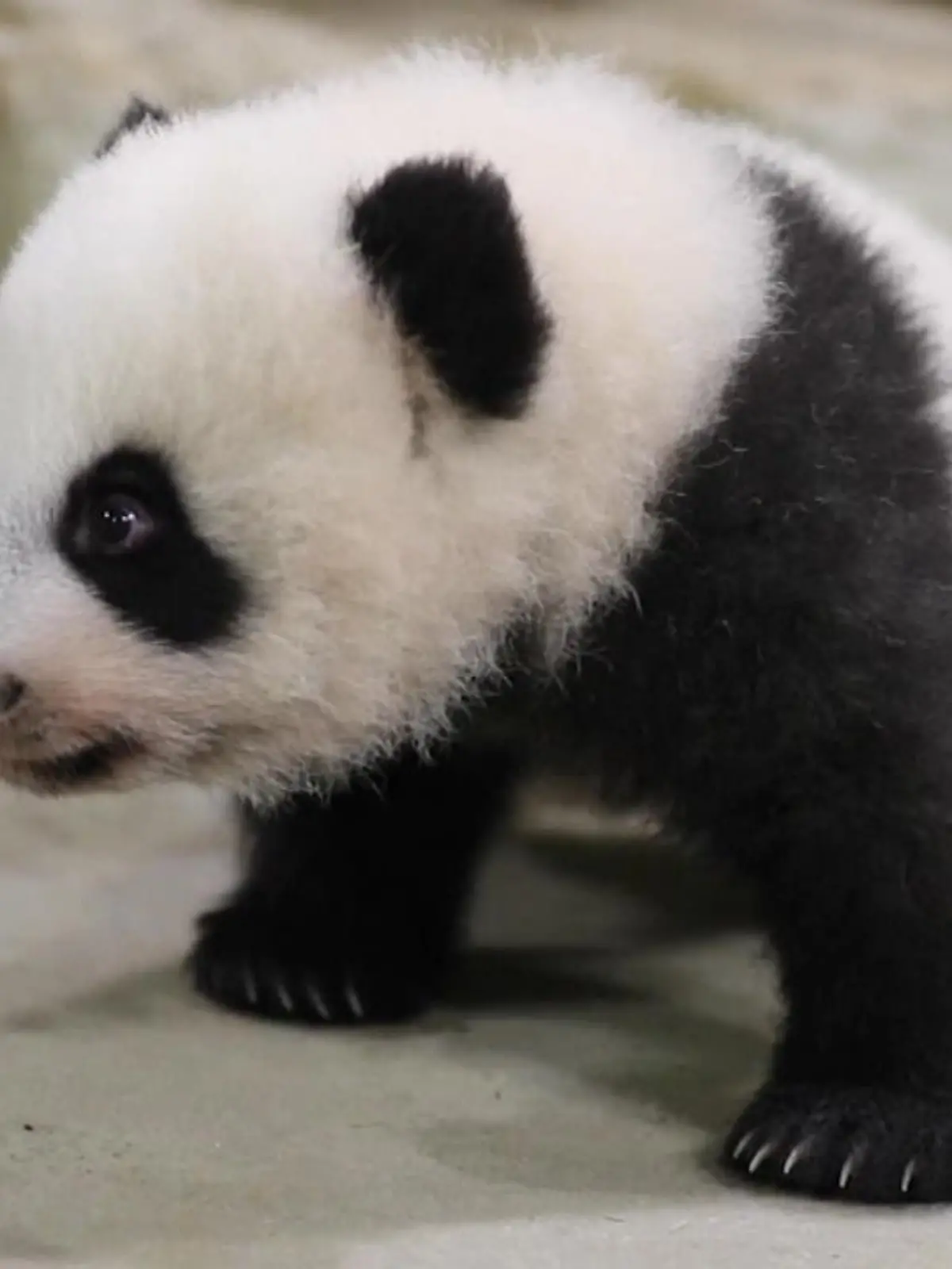 Huanlili und Yuandudu, die beiden französischen Pandas, sind schon mächtig gewachsen und zeigen jetzt zum ersten Mal ihre super süßen Kletter-Künste.