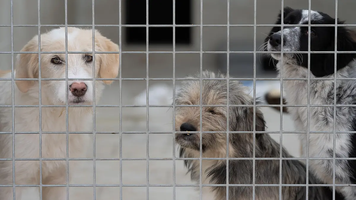 10.12.2021, Hessen, Kassel: Junge Mischlingswelpen stehen in einem Gehege im Tierheim "Wau-Mau-Insel". Derzeit warten in der «Wau-Mau-Insel» etwa 80 Hunde, 60 Katzen und 40 Kleintiere wie Kaninchen oder Vögel auf ein neues Zuhause. Foto: Swen Pförtner/dpa +++ dpa-Bildfunk +++